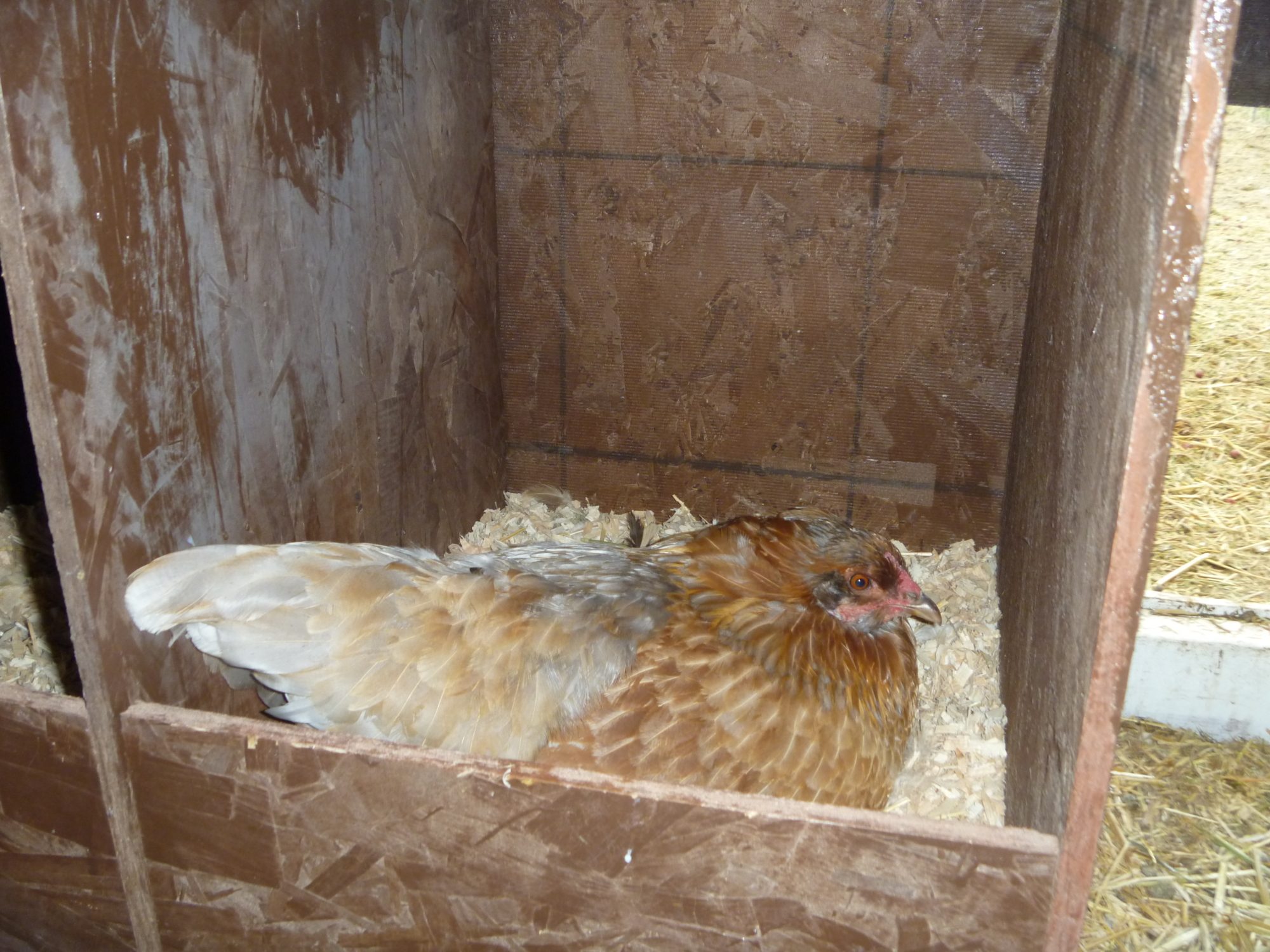 Ethel, the other EE, lays a green egg, she has some lavender/gray feathers, kind of cool looking.