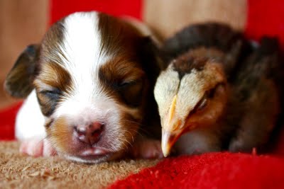 Ethel with day old papillon puppy at the Alaska Hamptons.  Photo by Dorene Lorenz.  All Rights Reserved.  Copyright 2010.