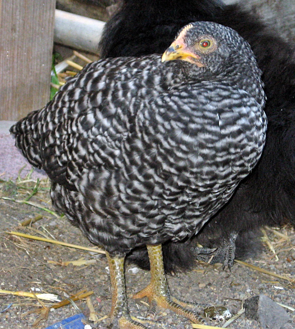 Ethel