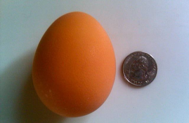 Ethel's 1st egg @ 19 wks