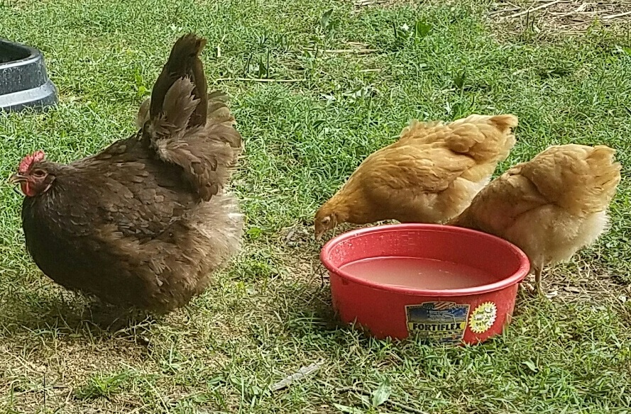 Etta our 1 year old chocolate orpington and Amelia Pond and Charlie, our buff orpington juveniles at 10 weeks old.