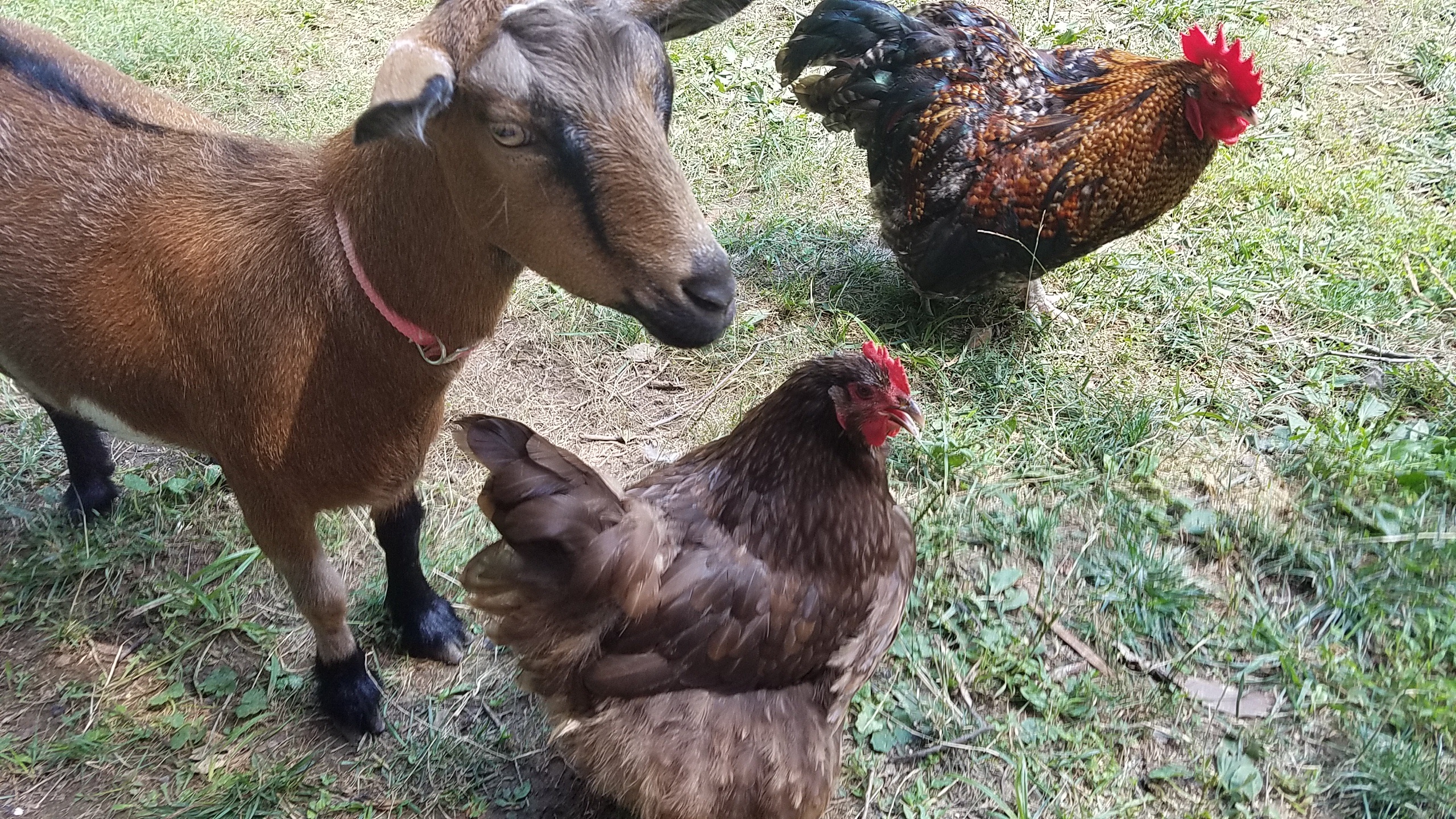Etta our 1 year old chocolate Orpington, with Big Iz our 1 year old creole Orpington, and Quinn our 1 year old Nigerian Dwarf dairy goat.