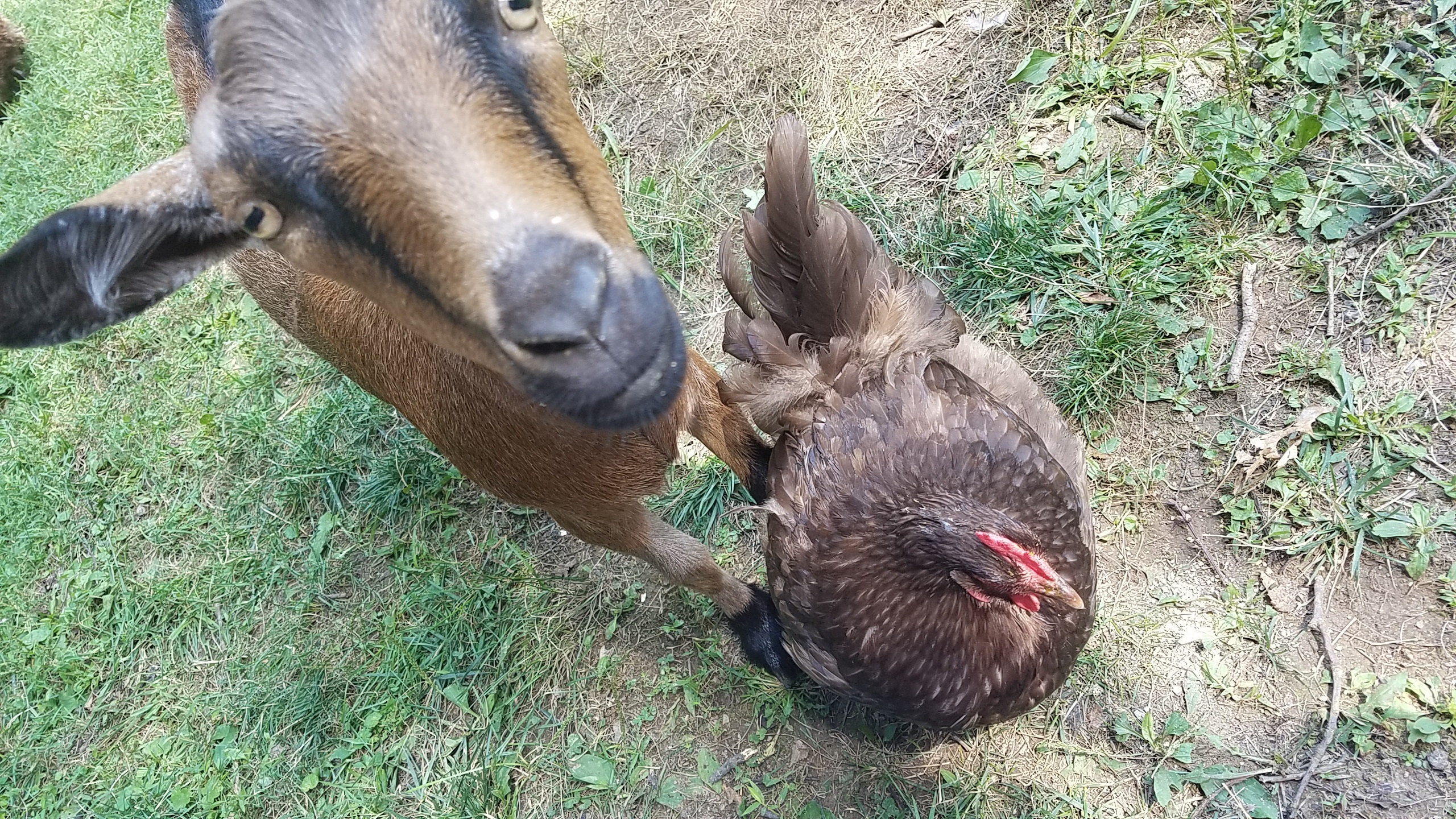 Etta our 1 year old chocolate Orpington with her bestie, Quinn, our 1 year old Nigerian Dwarf dairy goat.