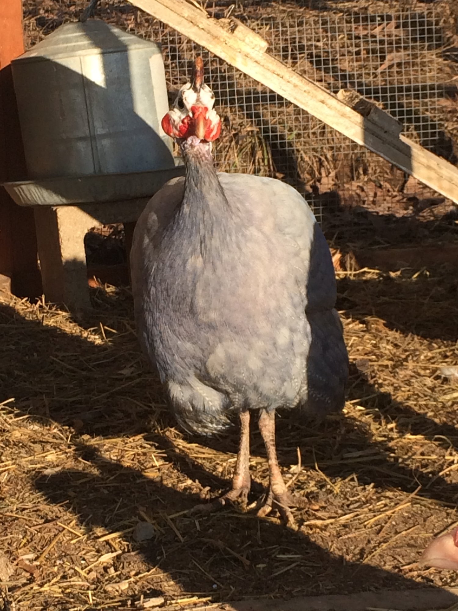 Eugene