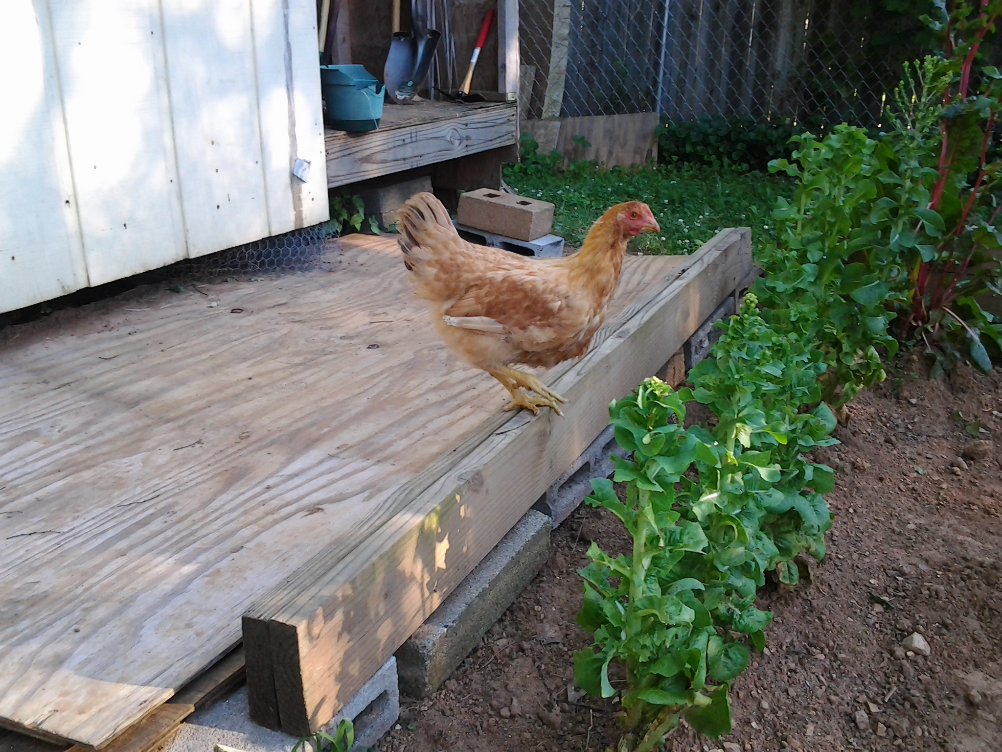 Euphrates all by herself