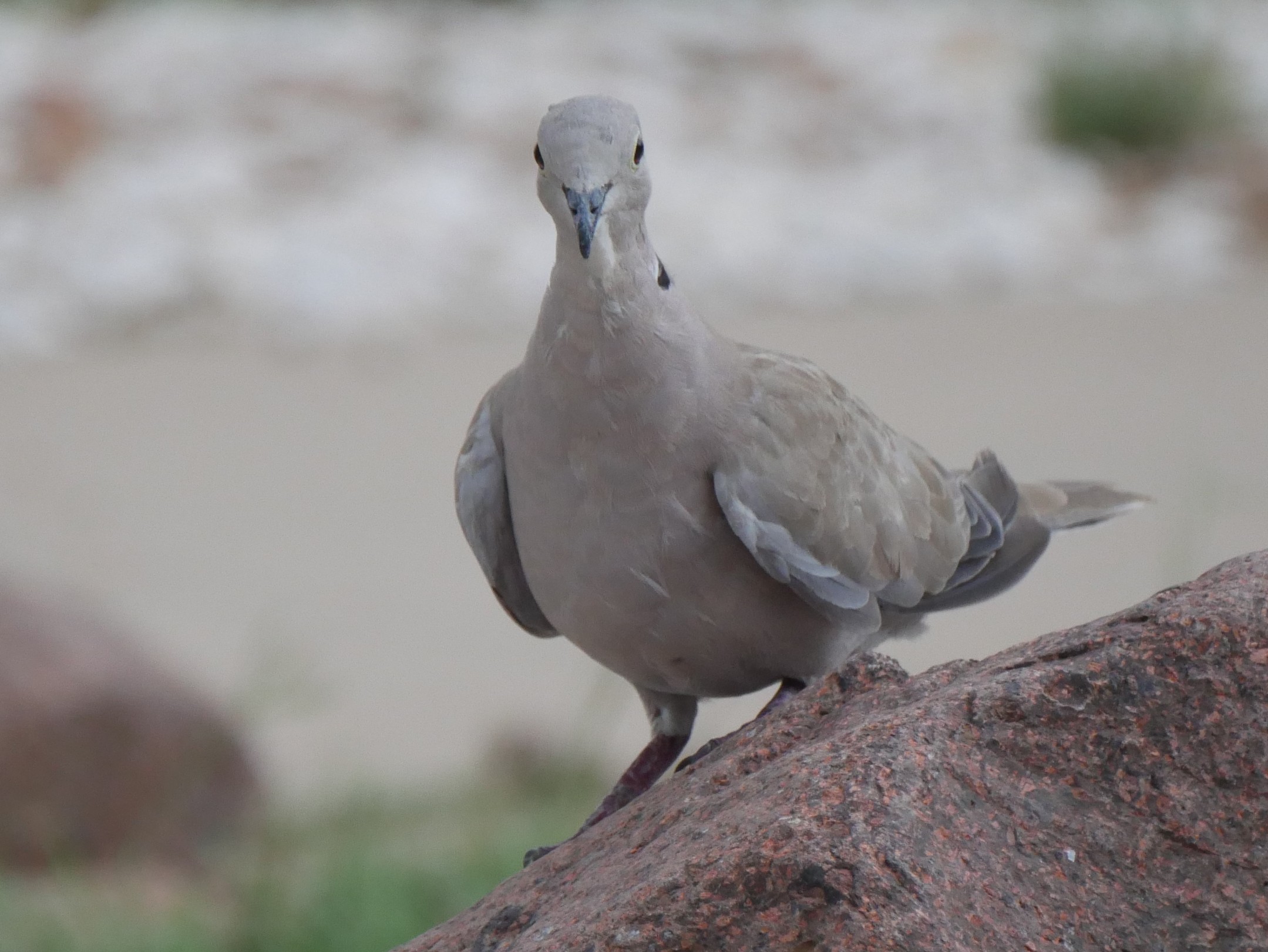 Eurasian collared dove