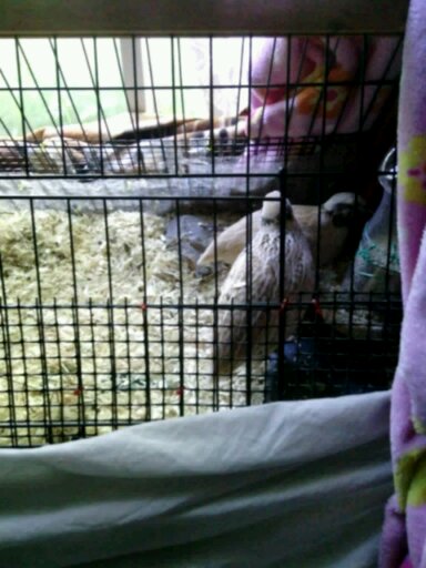 European Coturnix quail adults. These two provide all my fertile eggs currently.