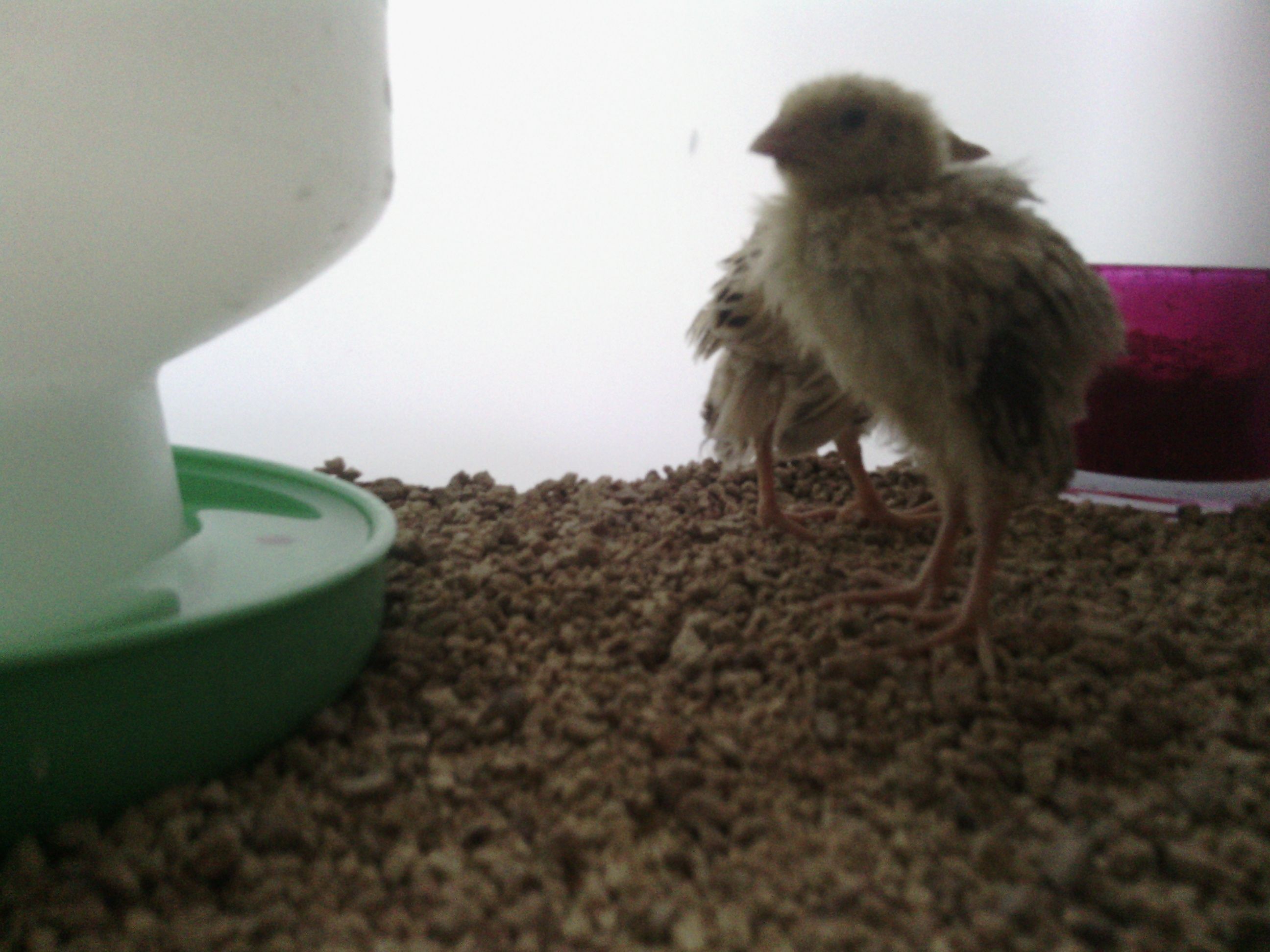European Coturnix quail babys in their brooder. Just cleaned!