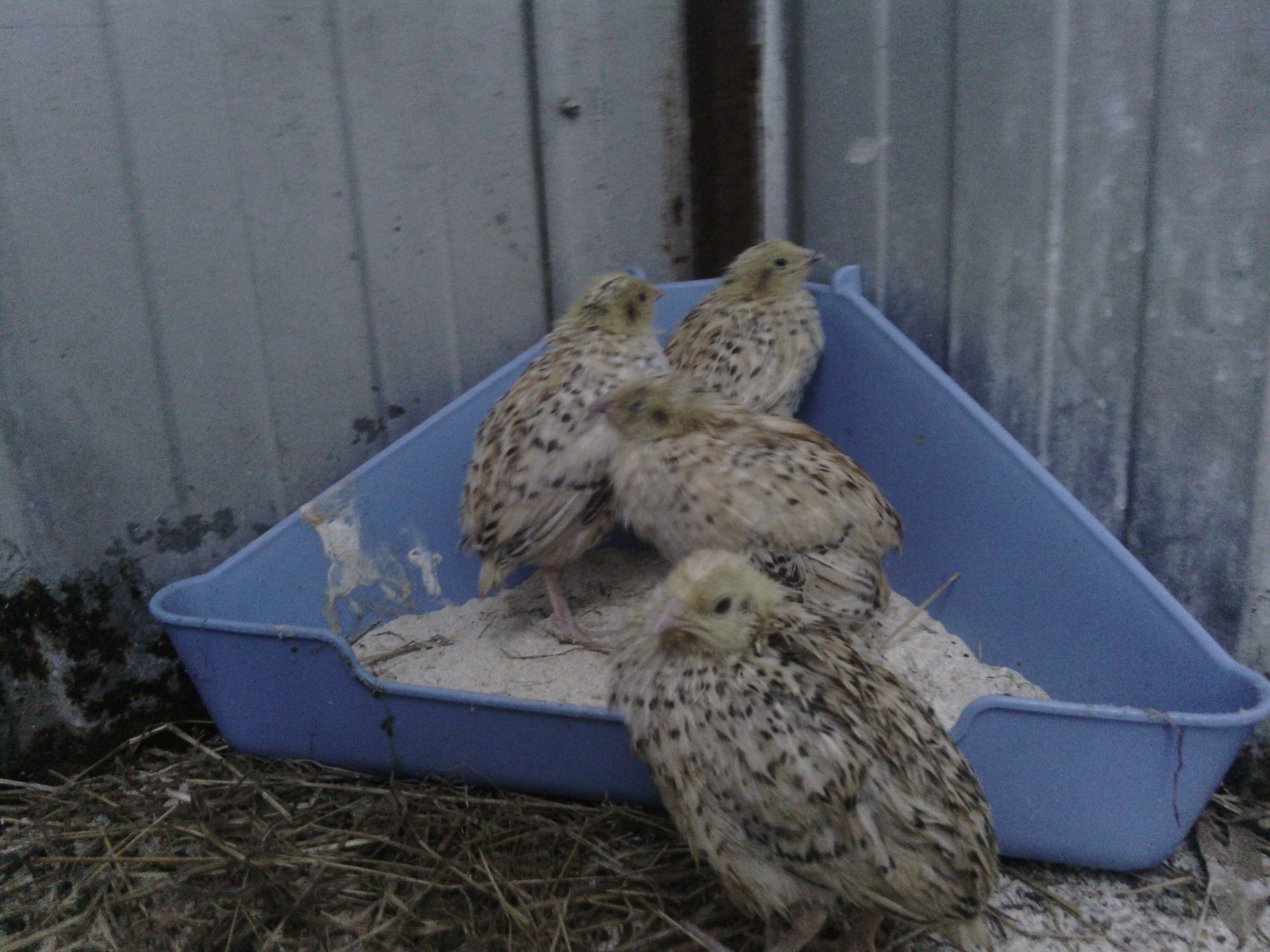 European Coturnix quail. Currently my oldest babys. They are in my aviary for their daily outside time.