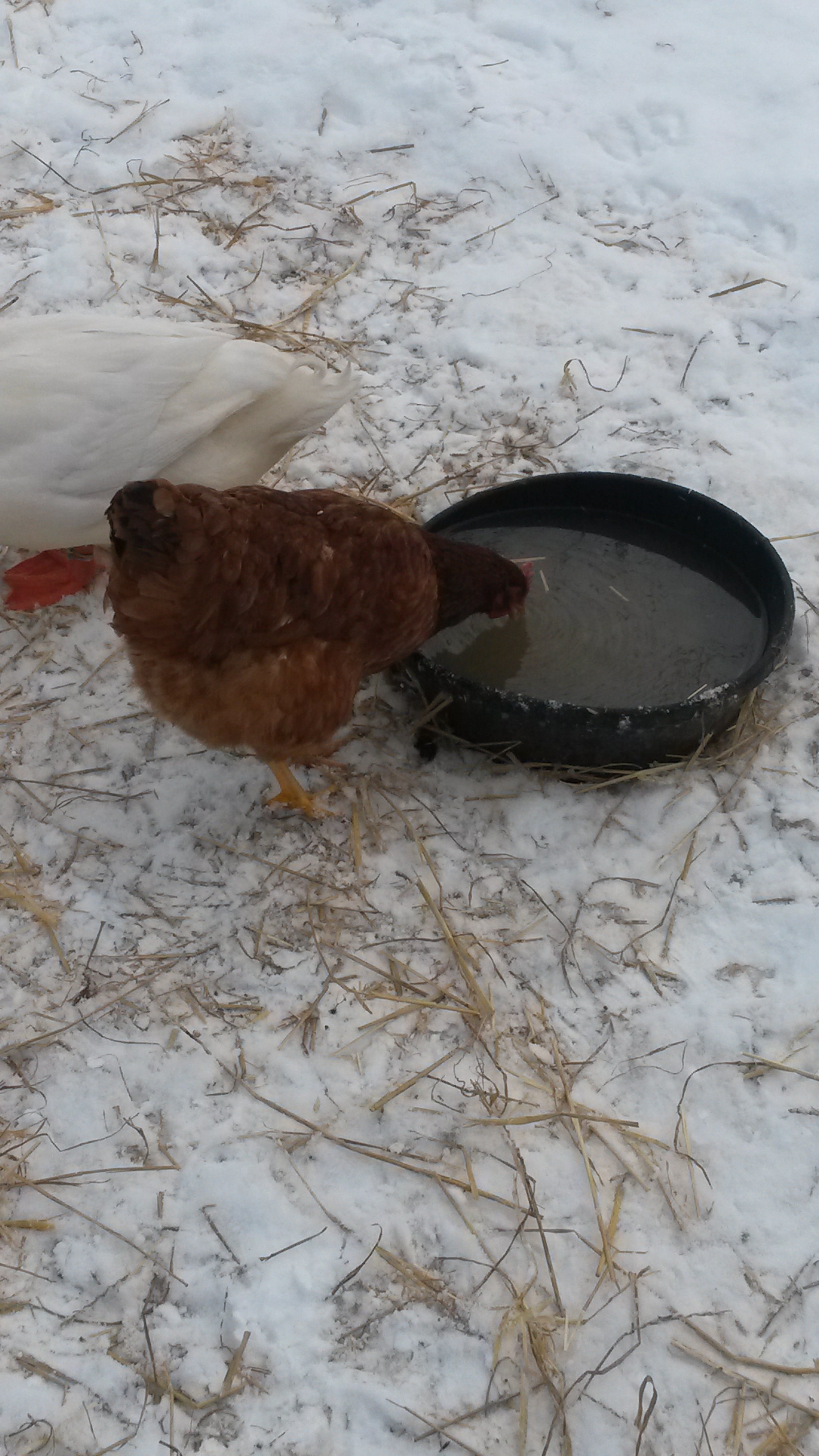 Even Lucys getting in on it.