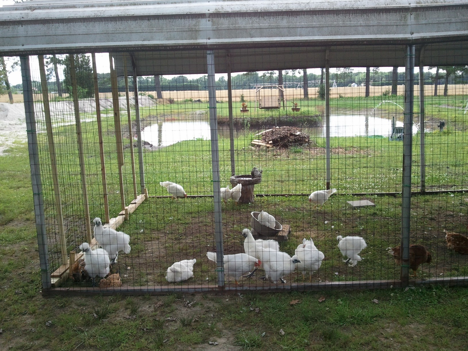 Even the chickens like it..