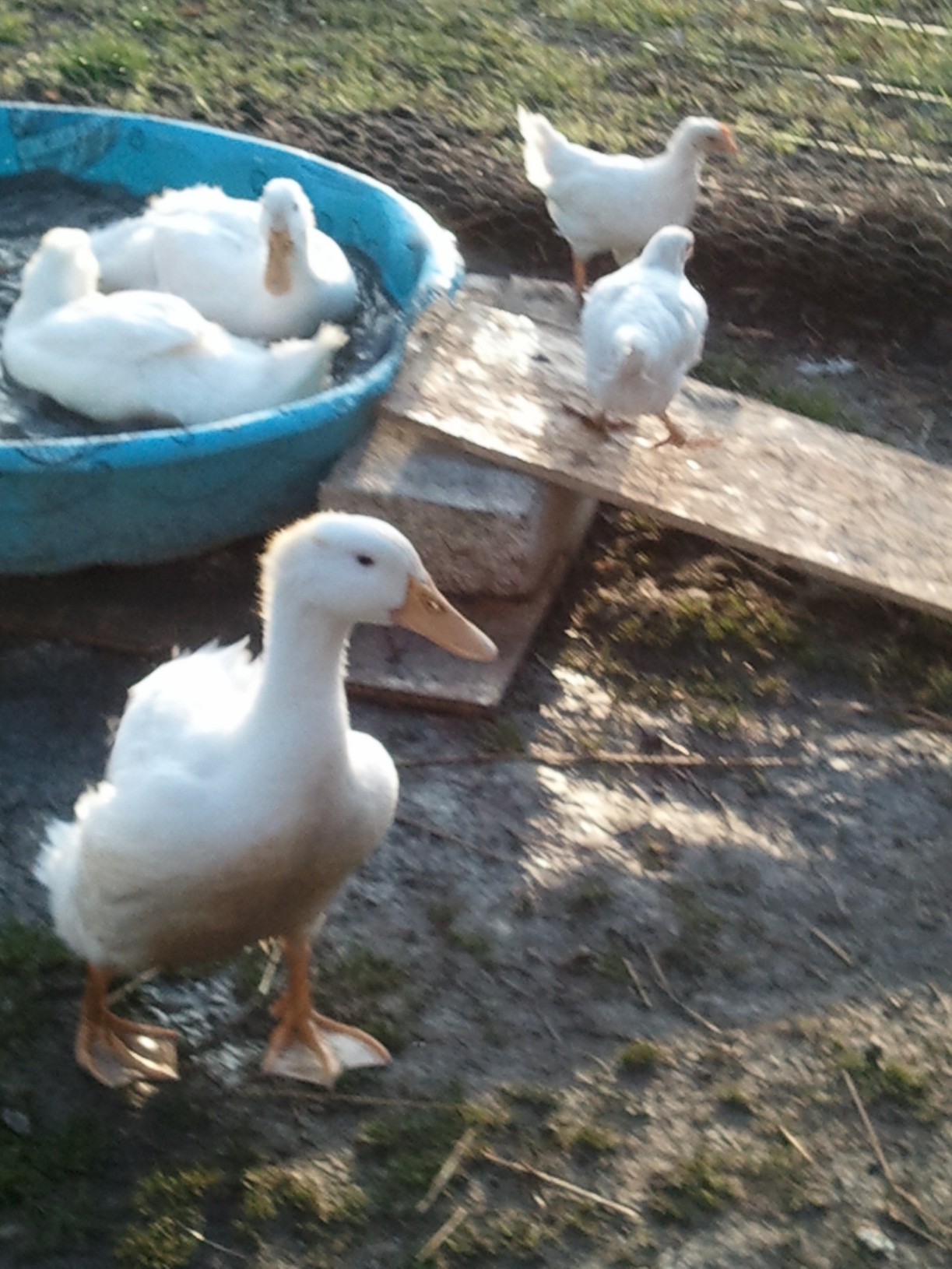 Even the chicks want to see the pool too.