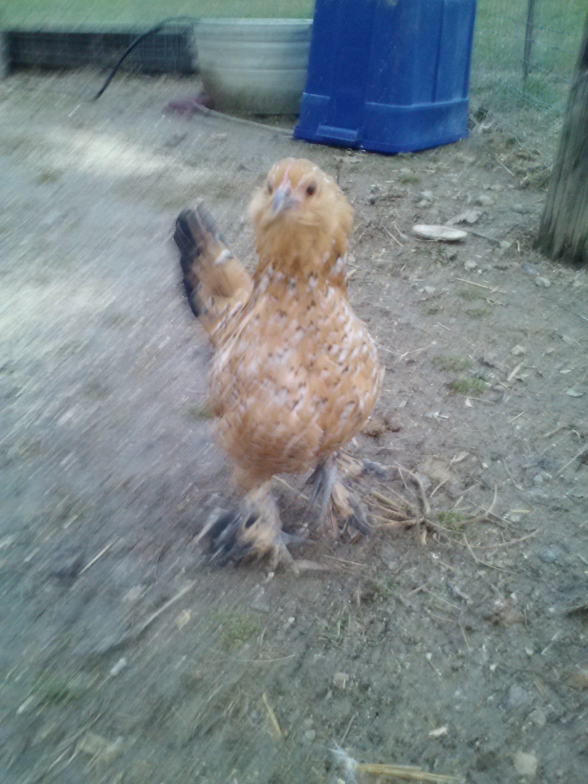 Even though its a blur. Peanut was stomping her feet on the ground because I wasn't giving her attention.