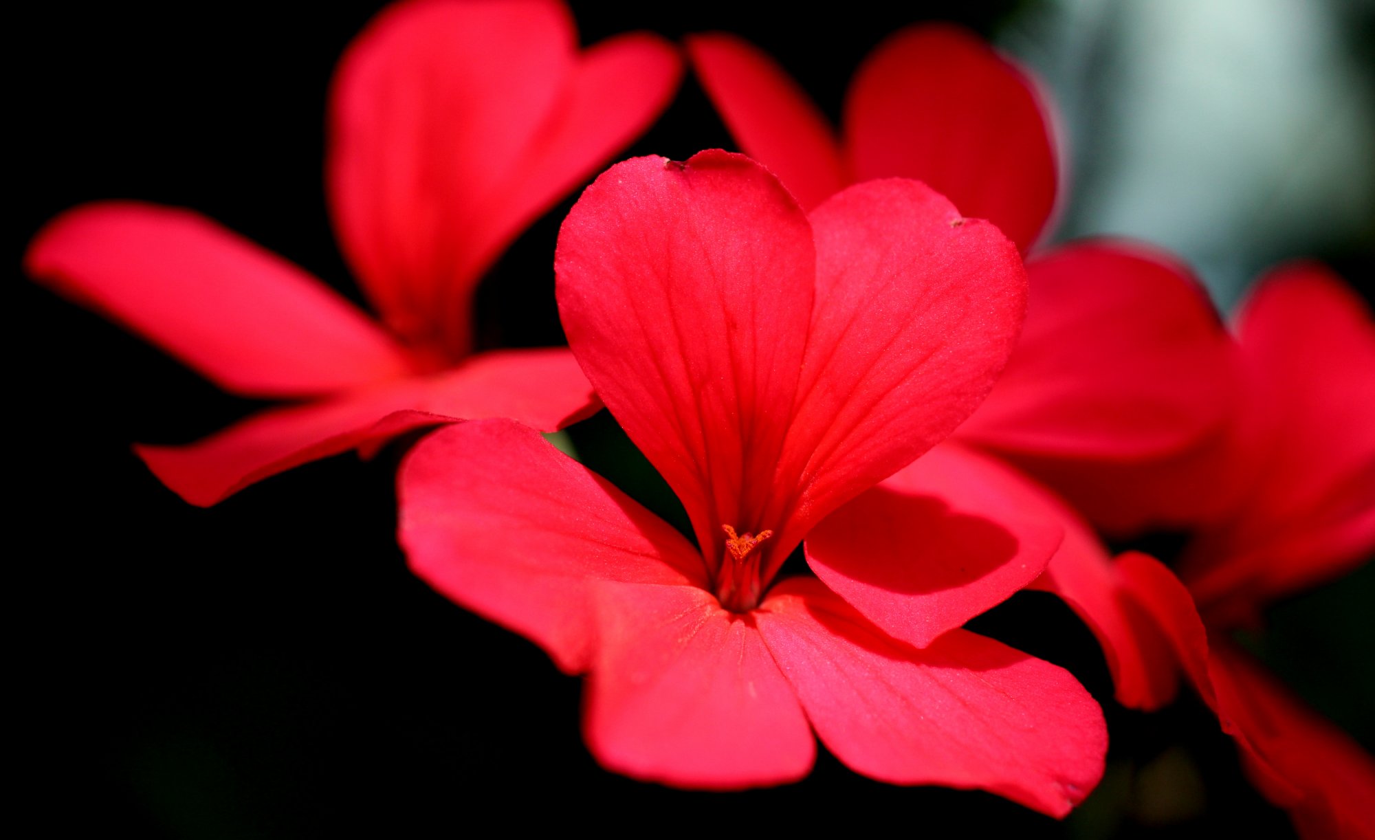 Evening Bloom
