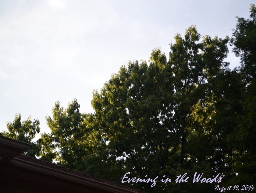 Evening in the woods