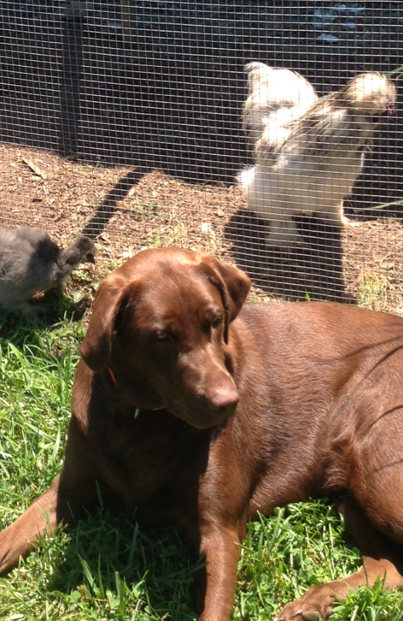 Ever guarding the Silkies inside and outside the pens.  These are her babies!