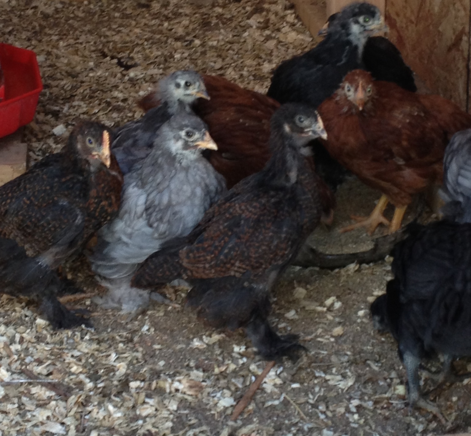 Every one say "cheese"