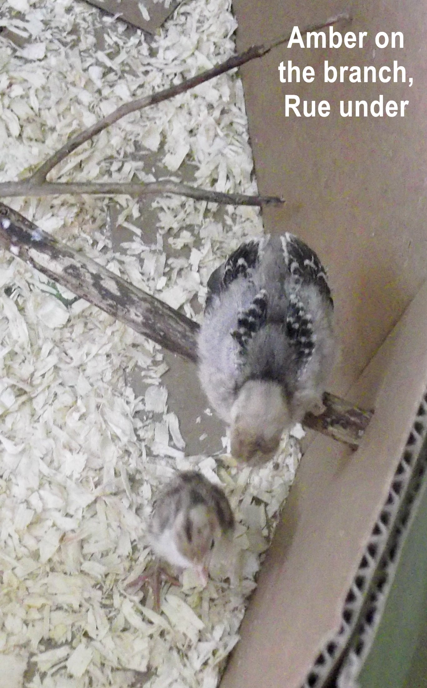 Every time Amber flies-jumps onto the higher branch Rue, underneath, demands to know how she did that!!!