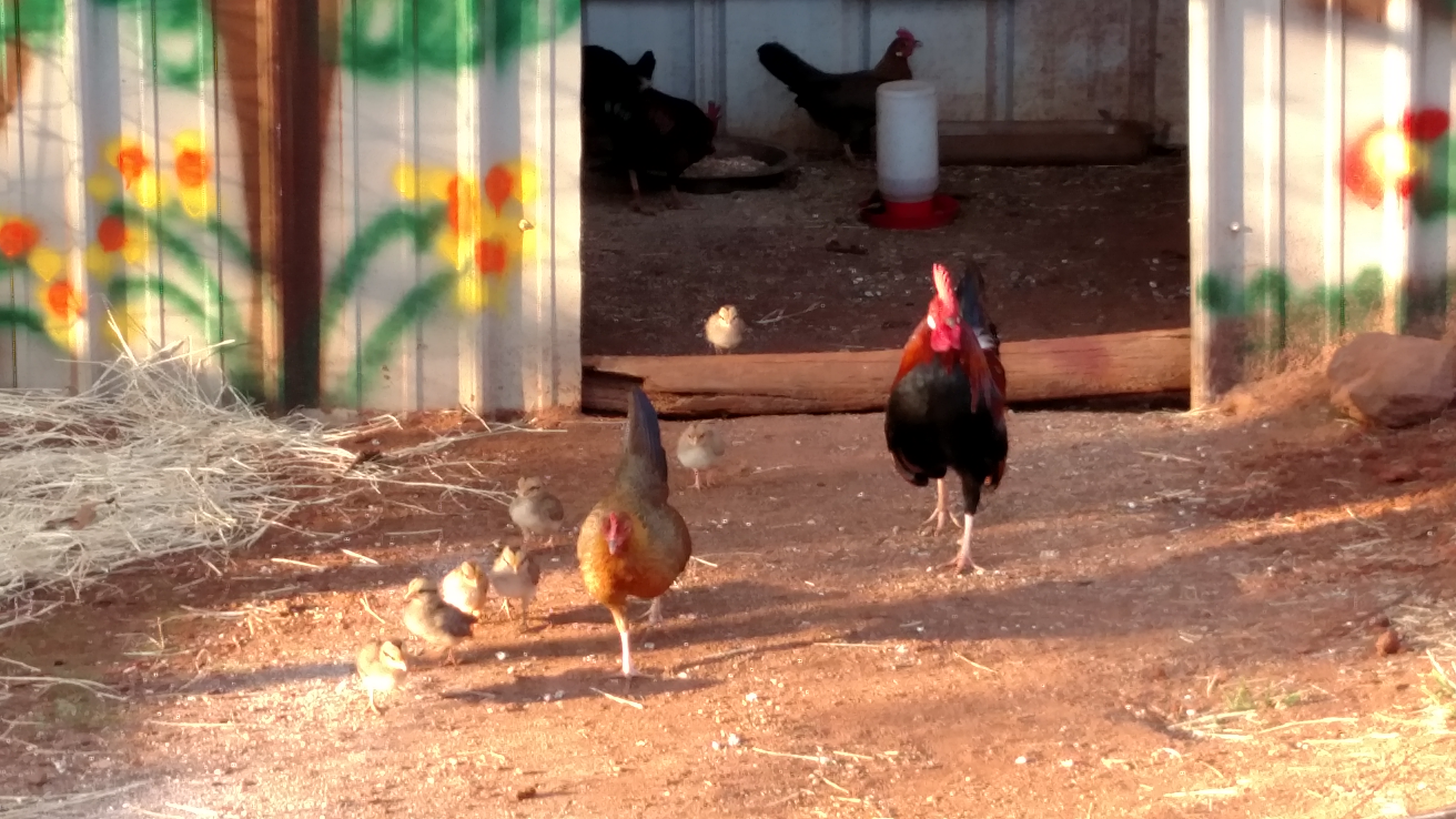 Everybody getting along.  Single file outh the door in the morning.