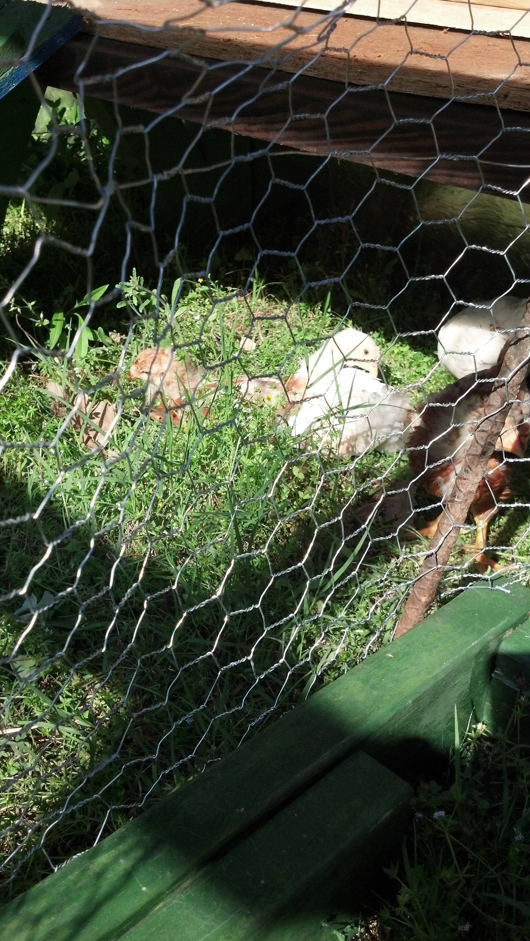 Everybody out sunbathing lol