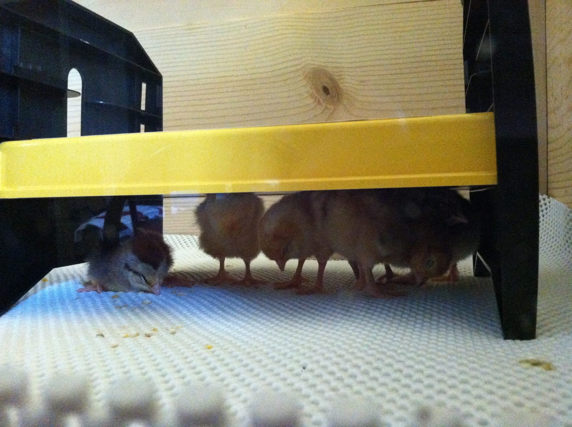 Everyone asleep standing with their backs to the warming plate and head down, except for the little Dorking on the left.
