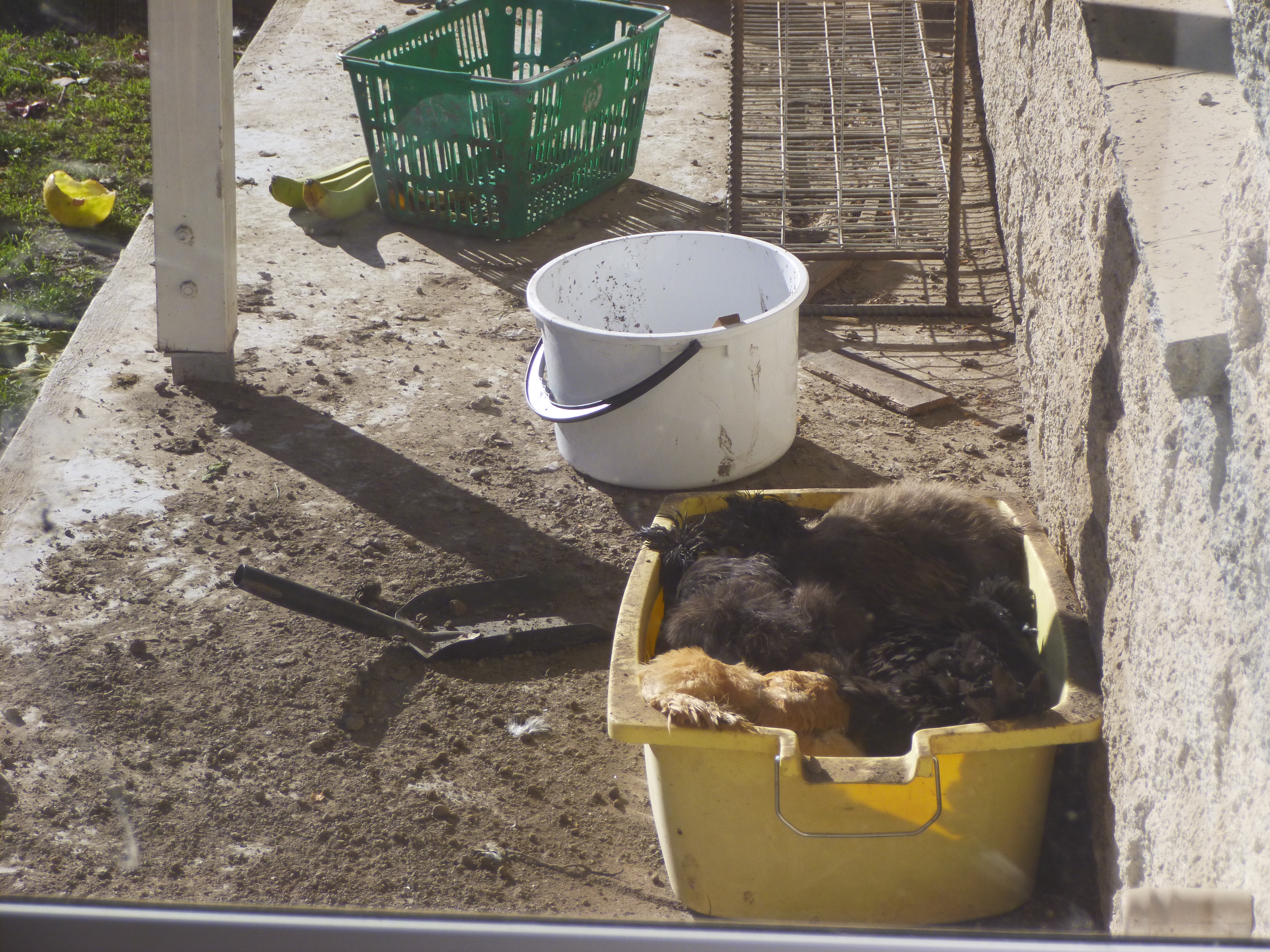 Everyone crowds into the dustbath.... the bath is literally full up every move and kick, kicks someone else...