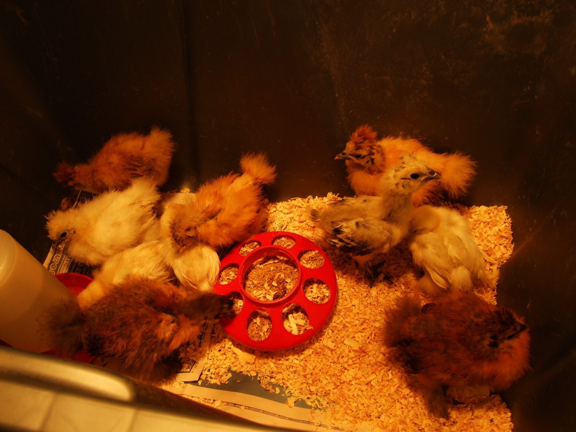Everyone eating and drinking after cleaning the brooder
