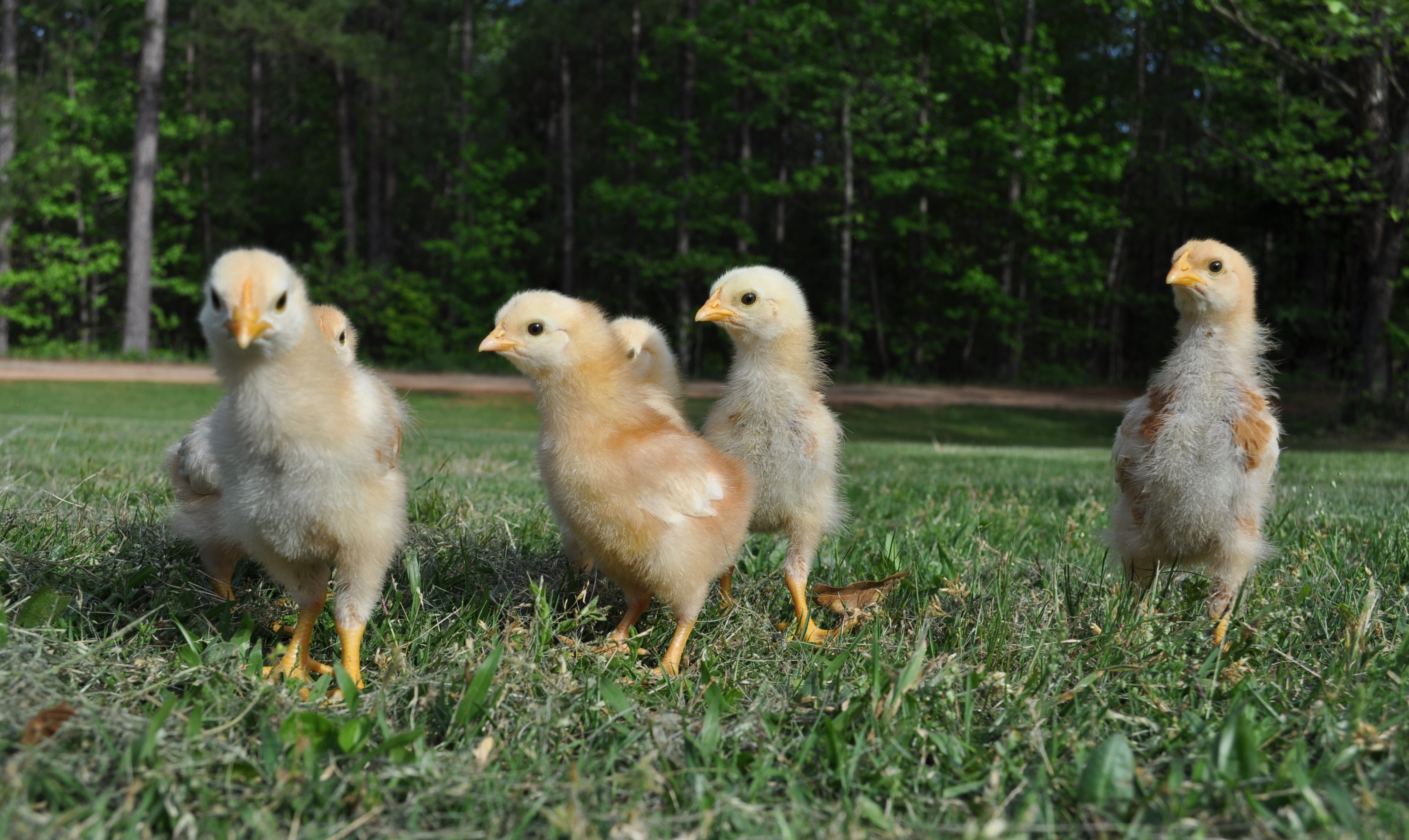 Everyone else can call, they ignore them....  I say "ok chickie darlings" and they pop their little heads up and head my way!  *such a proud momma*