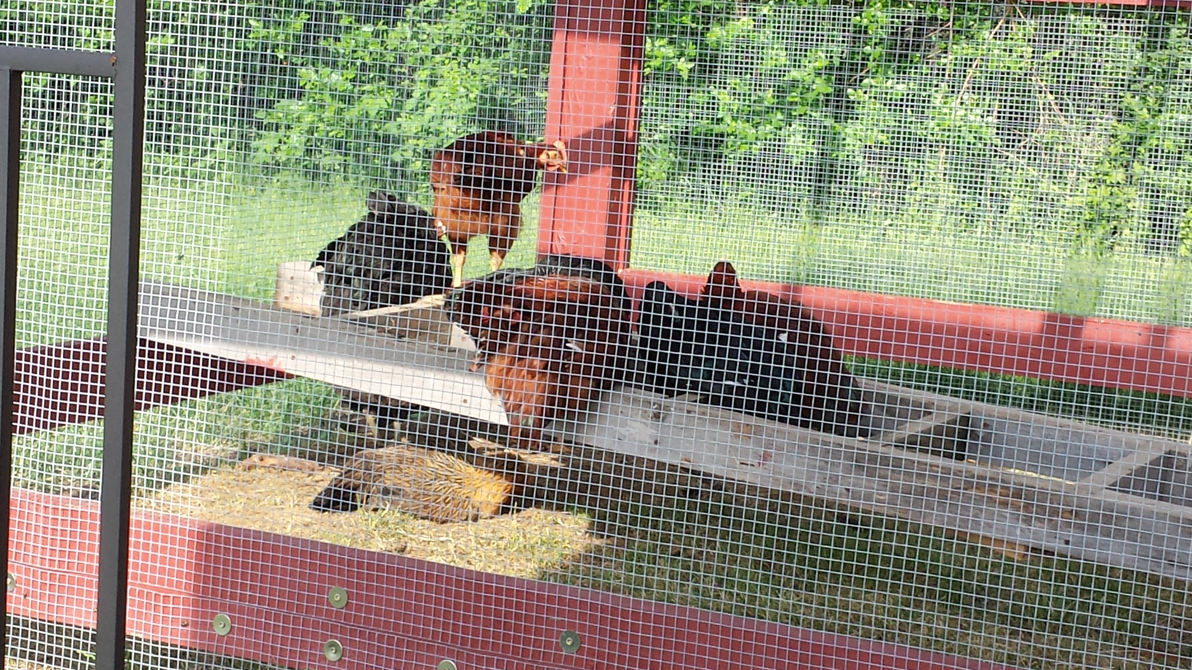 Everyone hanging out on the temporary lower roost we put in the run.