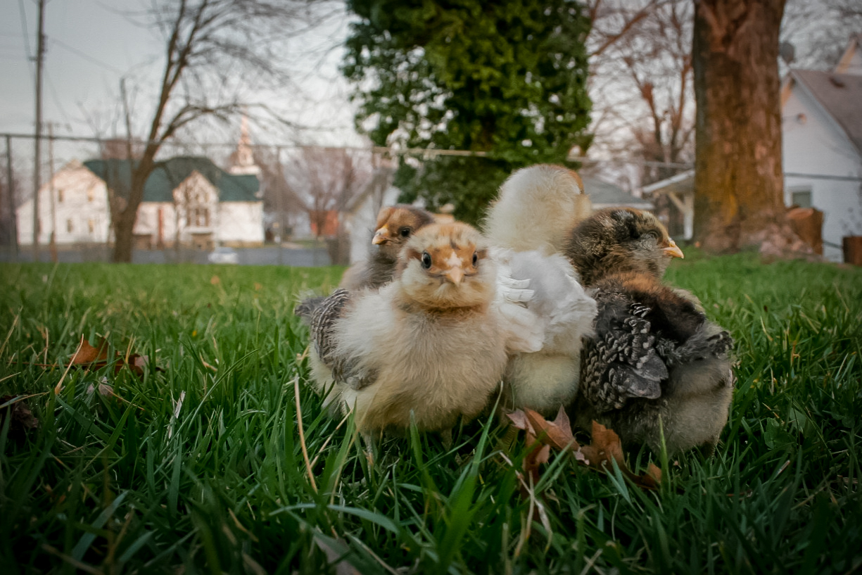 Everyone is a little unsure ;) (10 days old)