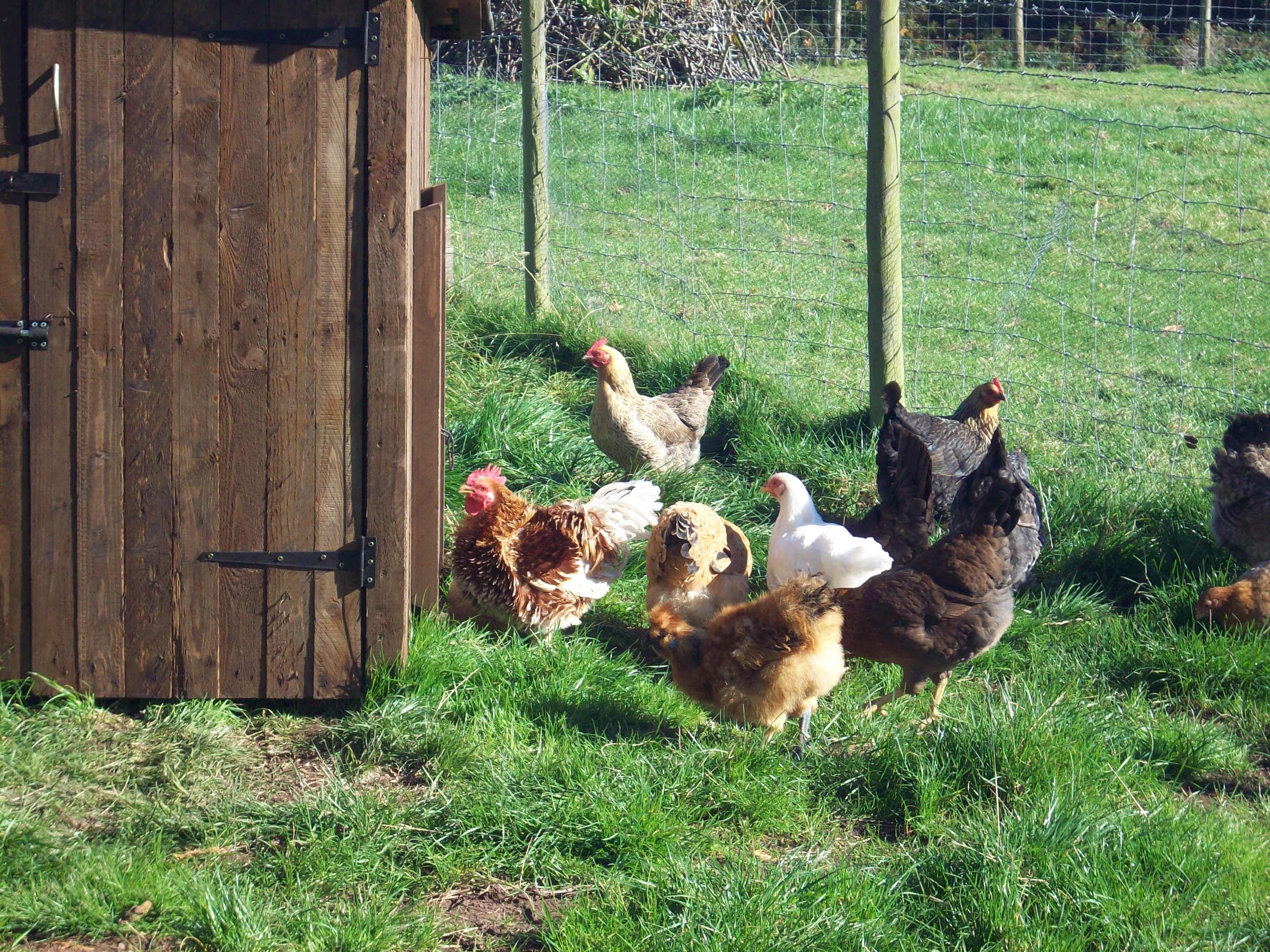 Everyone is very interested in my new house. It is for some brahmas next spring