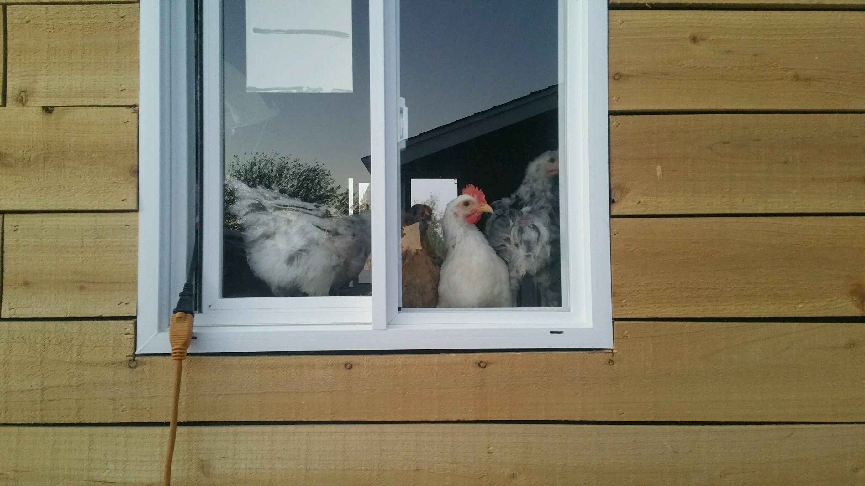 Everyone wants the 'window seat'