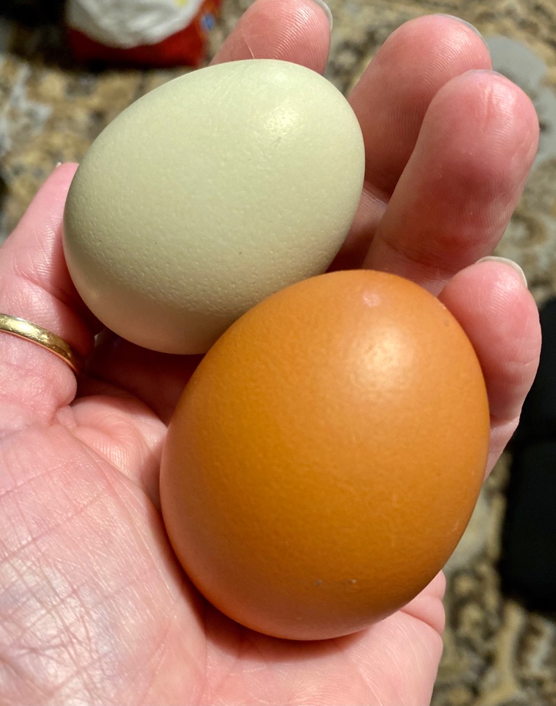 EveyPennyeggs.jpeg