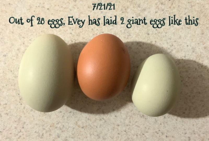 Eveys2ndlargeegg.jpeg