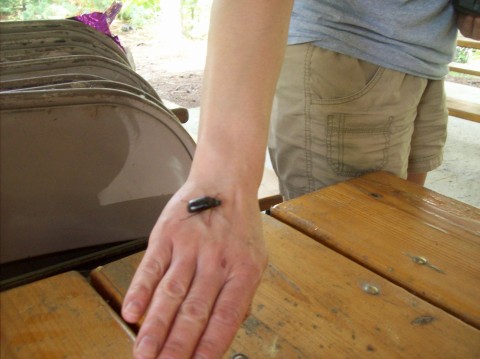 Eww, a bug!
