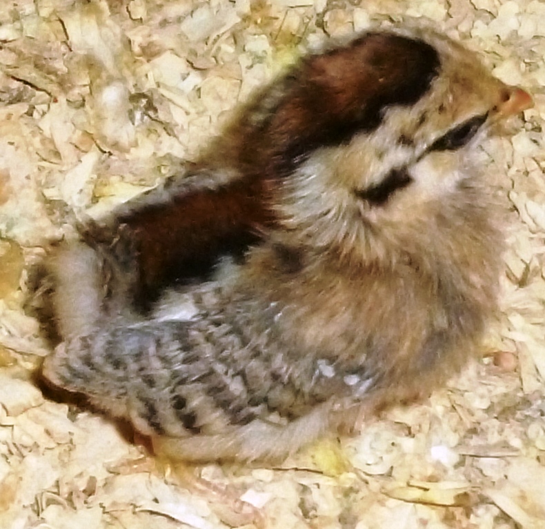 Example of a 2013 Cull chick....In the McDonald Serama House