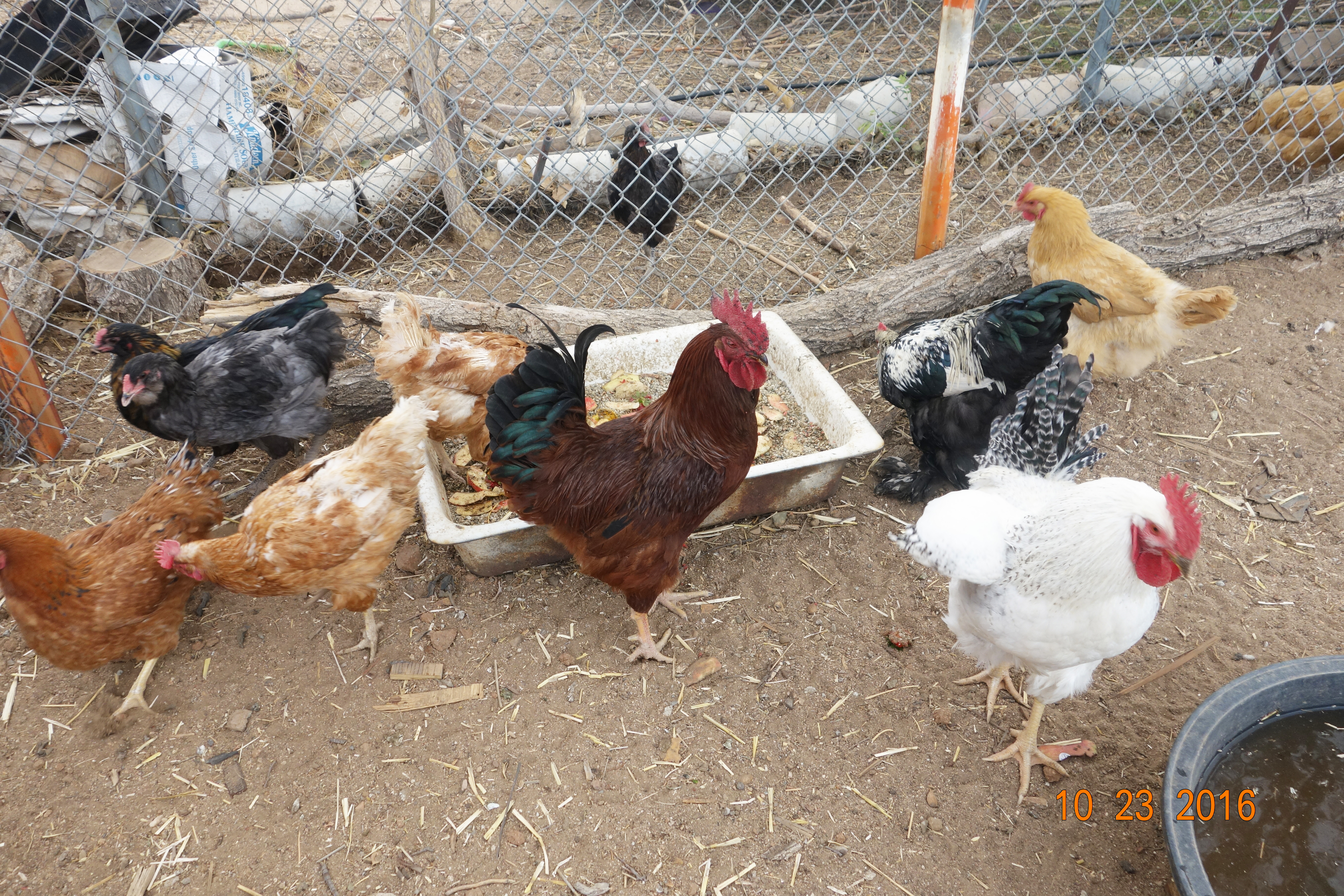 Except for the cochin, I have no idea what breeds the other chickens in my flock are. I hope members of this BYC community will be able to help me identify what breeds the chicken in my flock are.