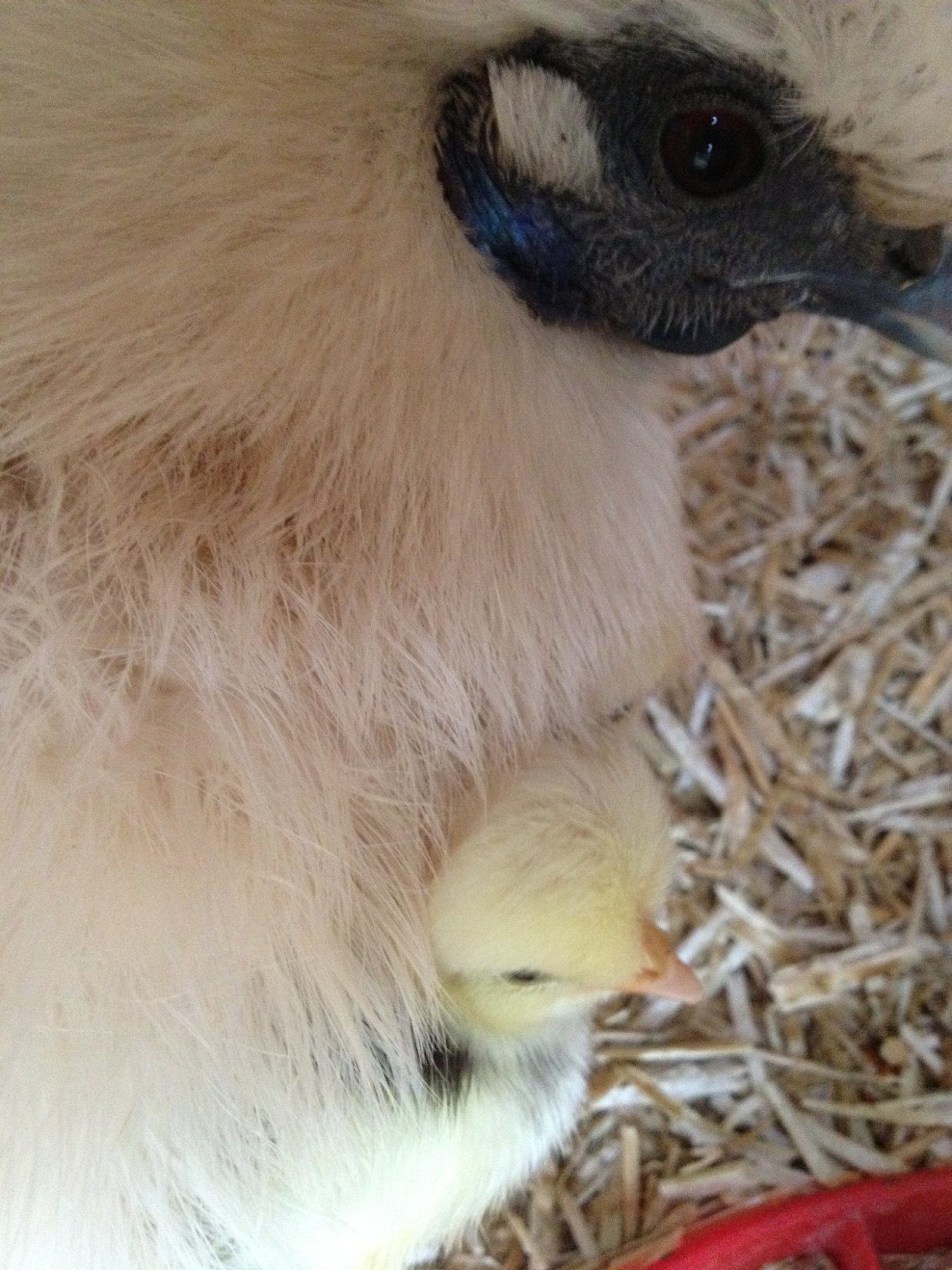exchequer lhorn chicks ad polands.