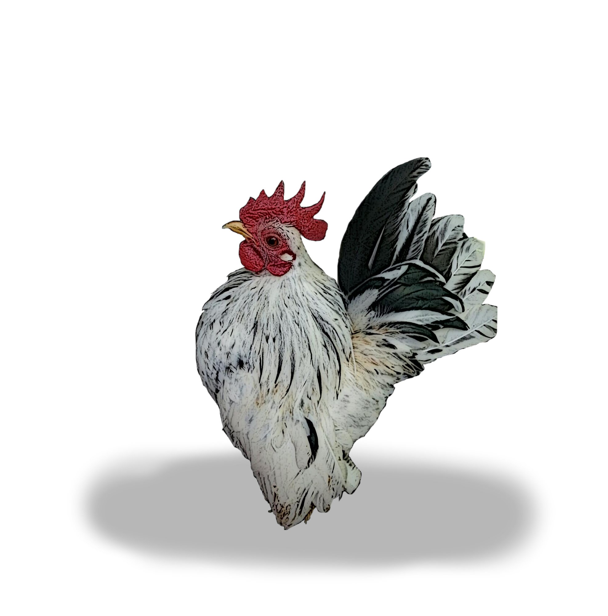 Exchequer Serama Rooster