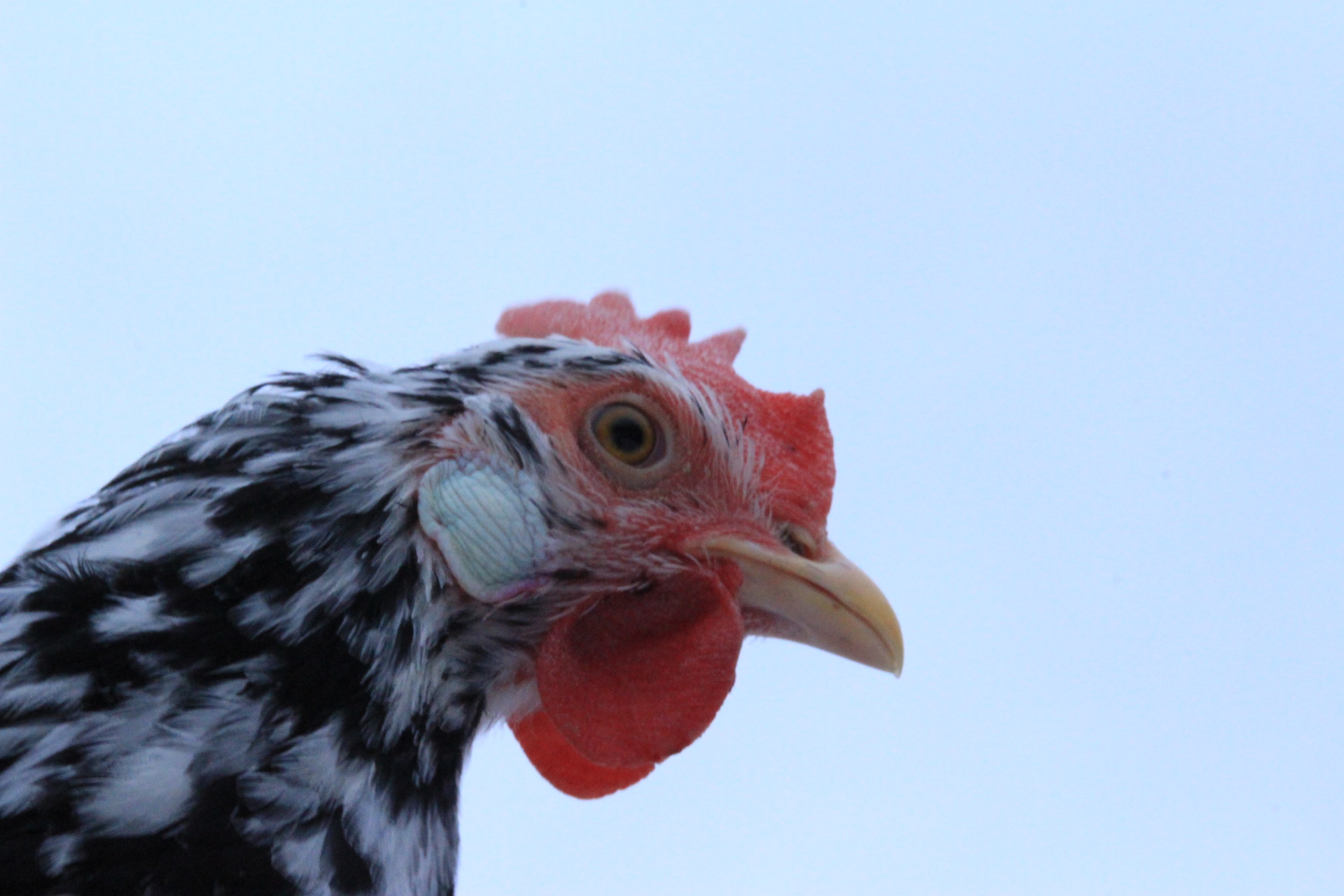 exchequer_leghorn_pullet_perch1.JPG