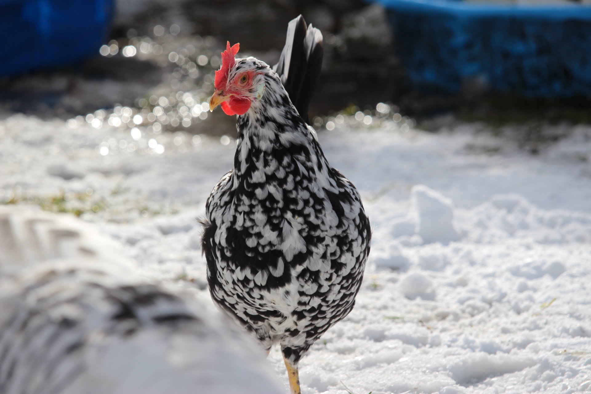 exchequer_leghorn_pullet_perch2.JPG