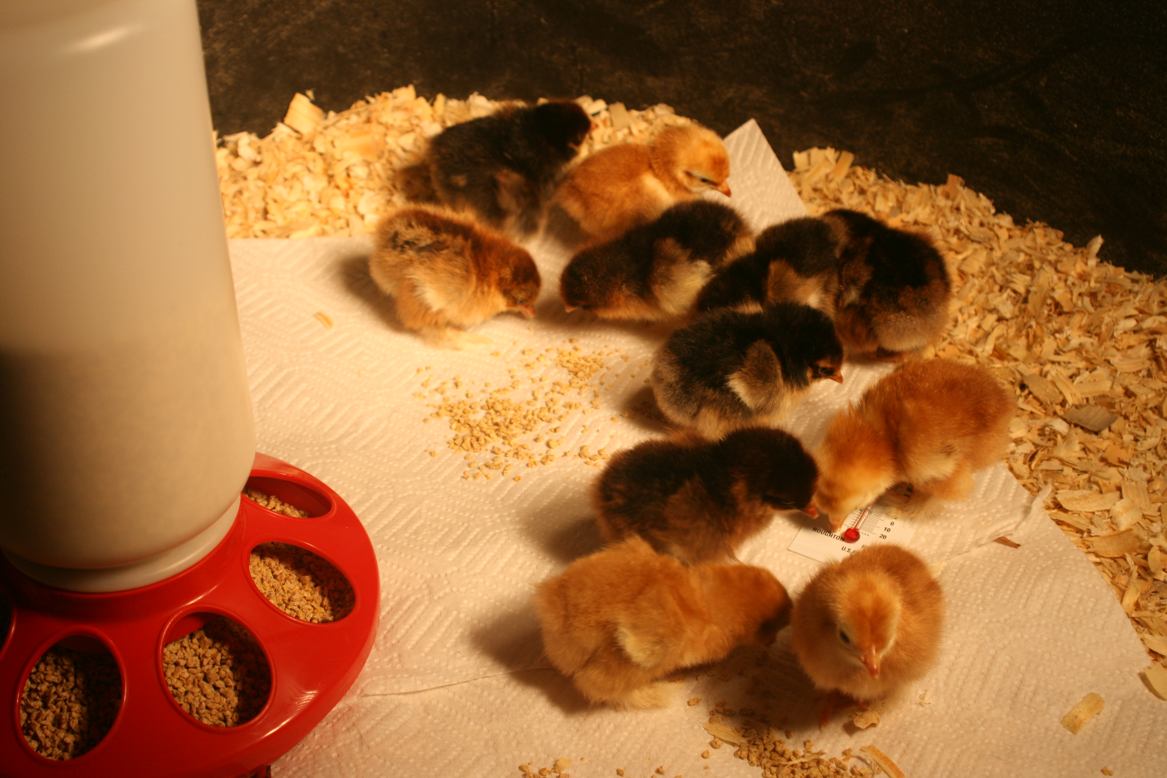 Excited to eat for the first time ~ Red cochin bantams & golden laced cochin bantams  4/4/12