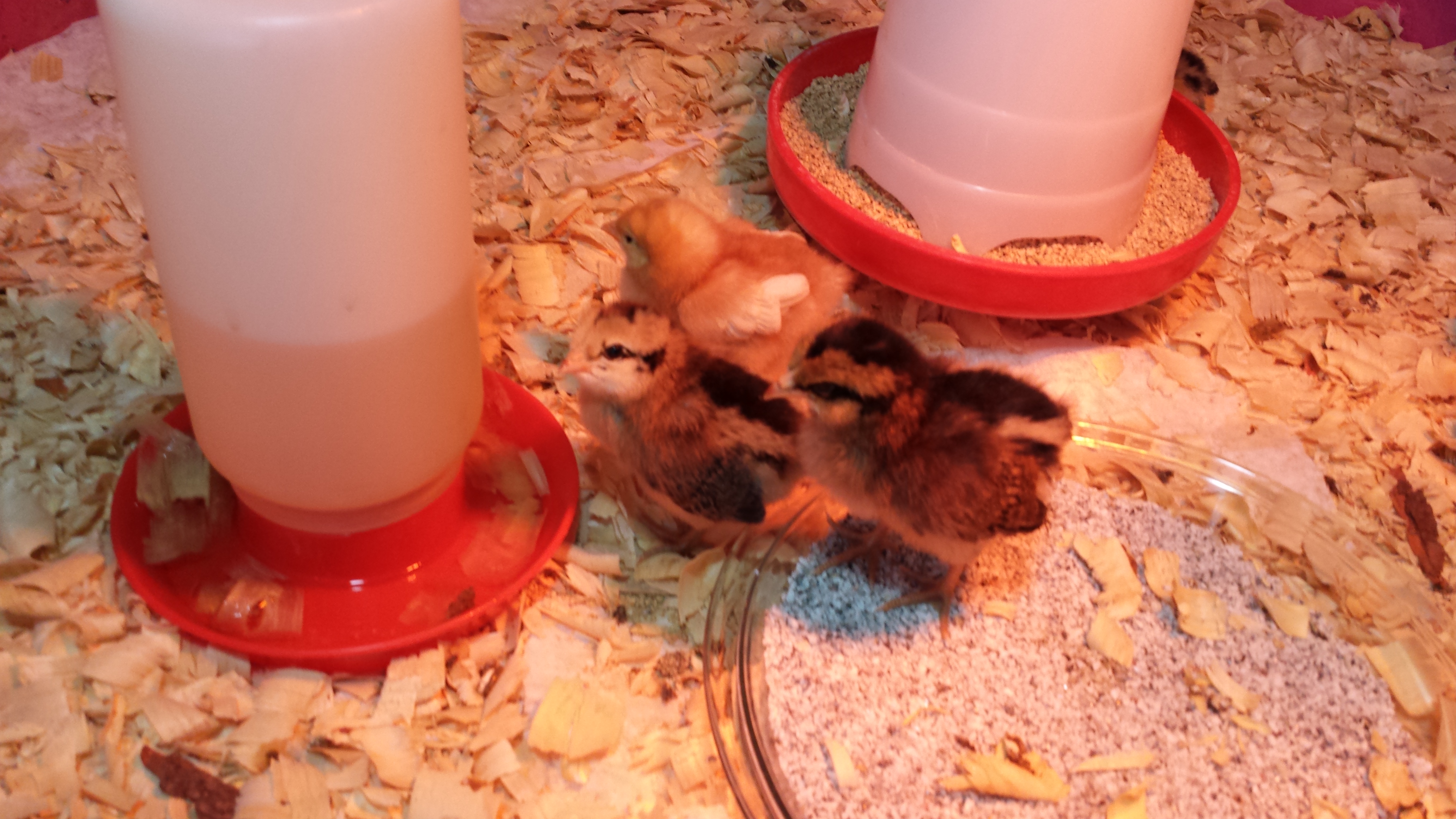 Expanded the chick grit because they all wanted to sleep in it.
I think it stays warm.  It is easy to clean too.