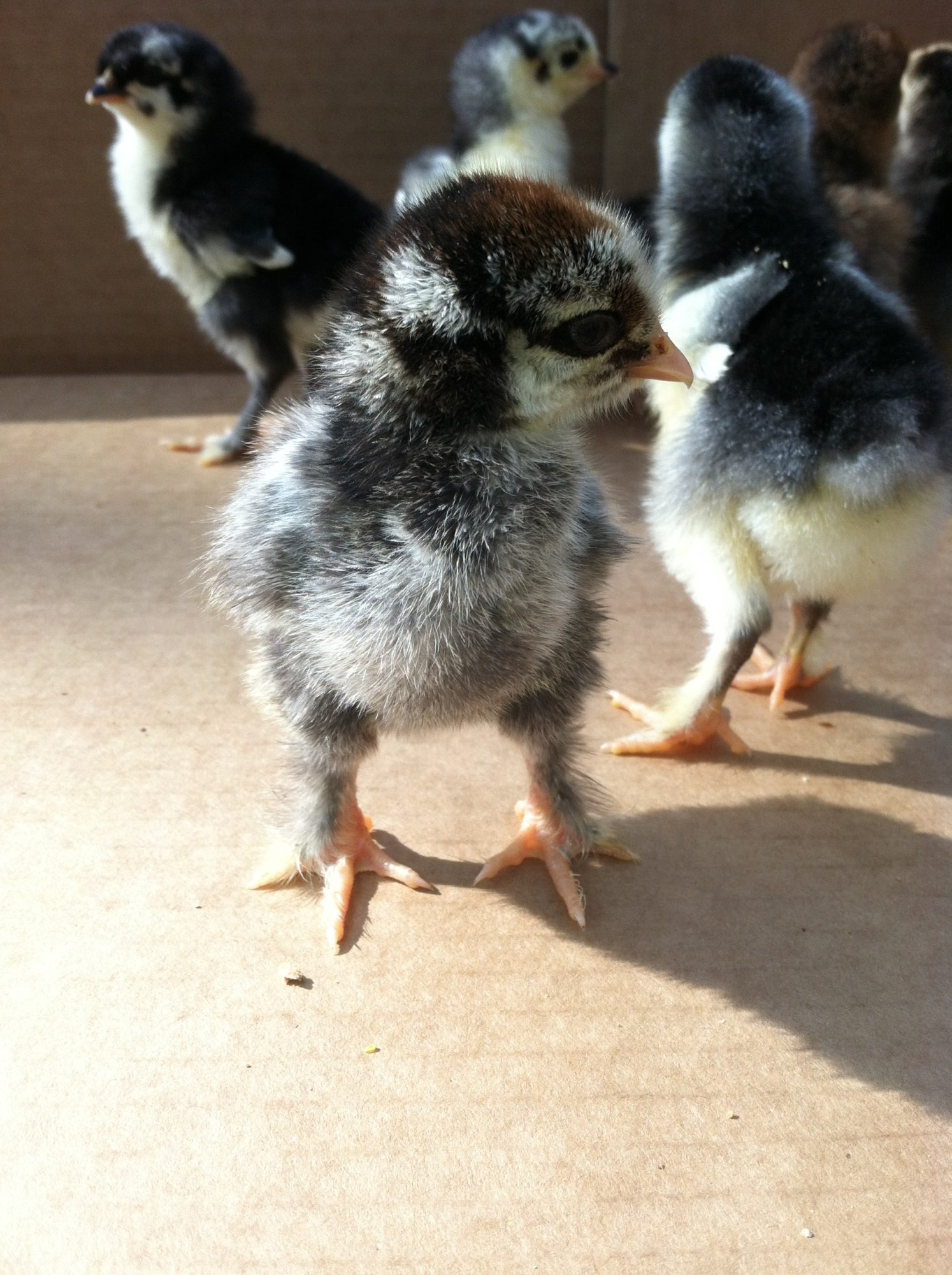 Exploring new territory while their litter is changed.