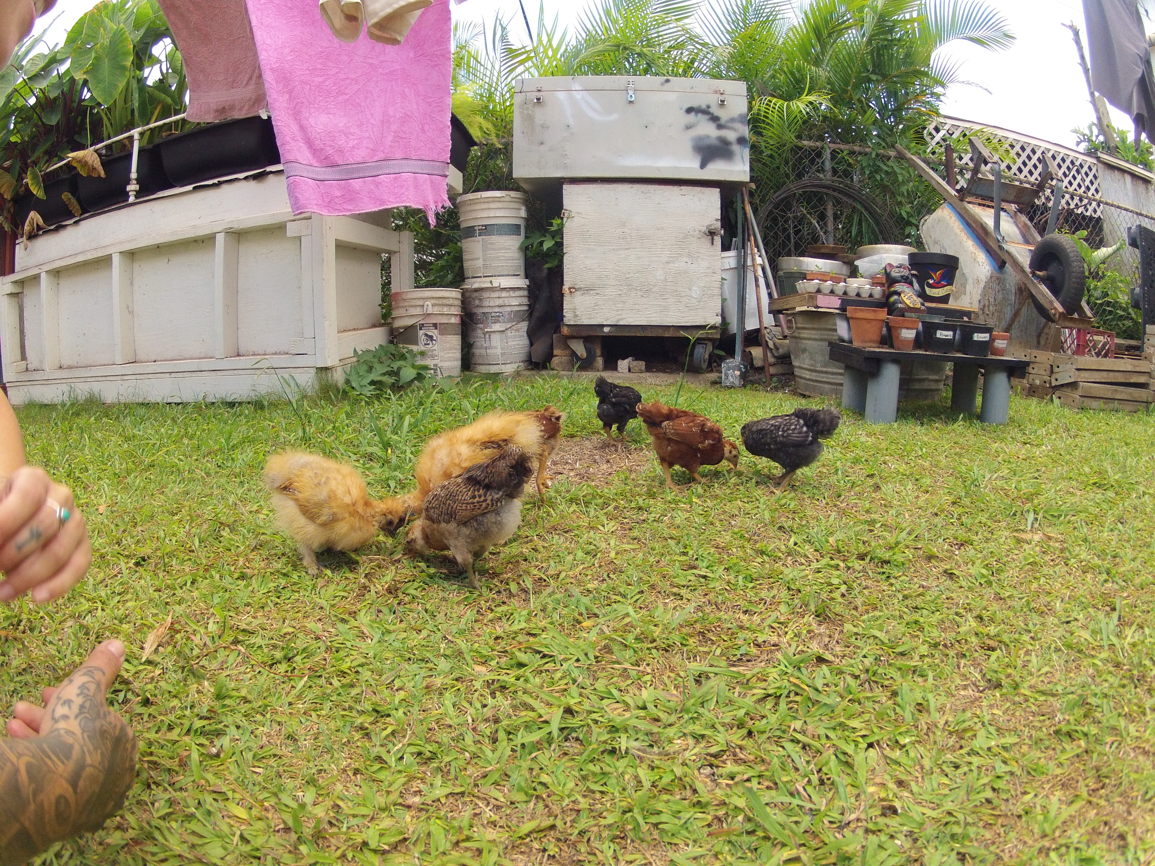 exploring the backyard during free time