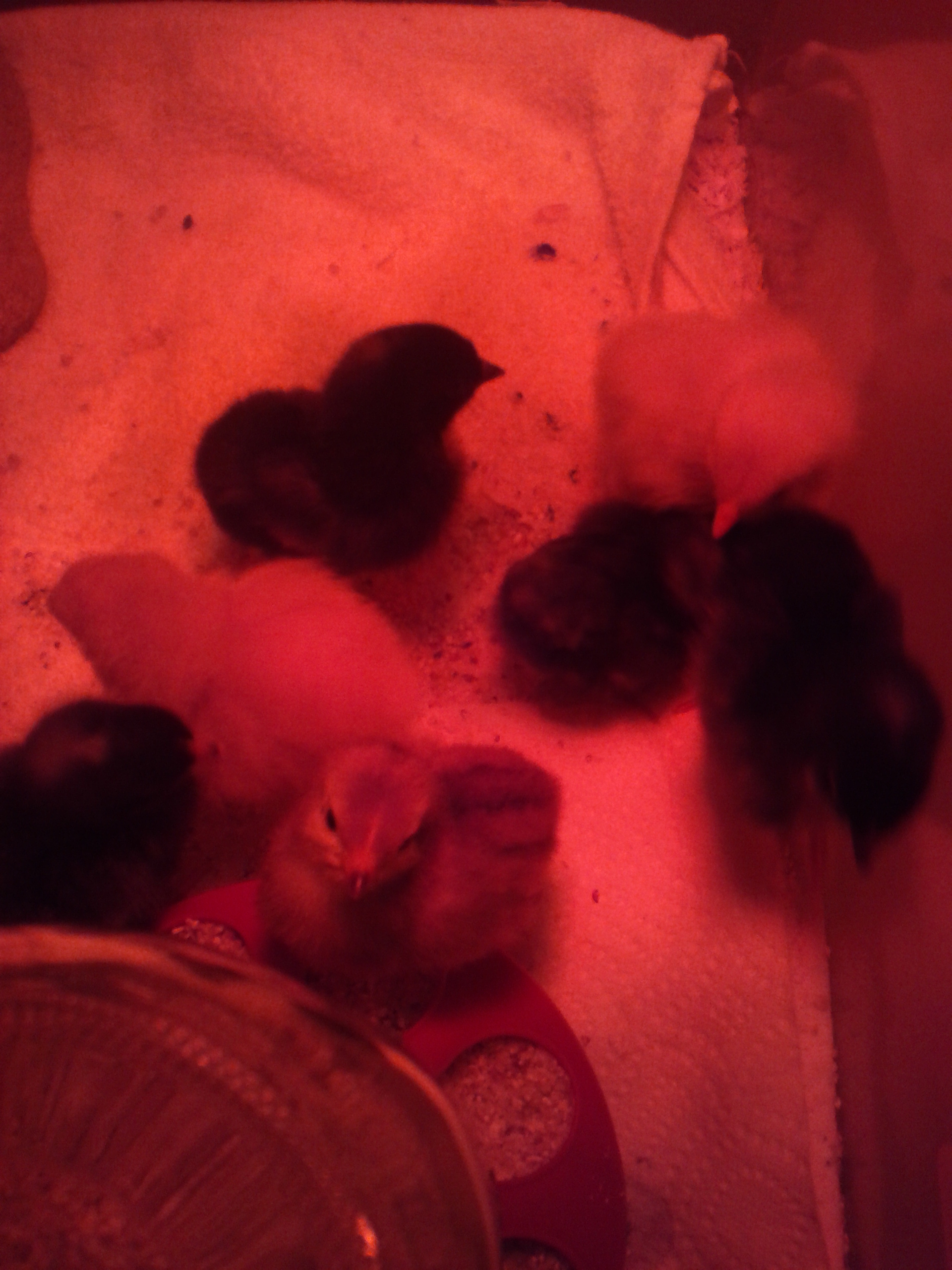 Exploring the brooder