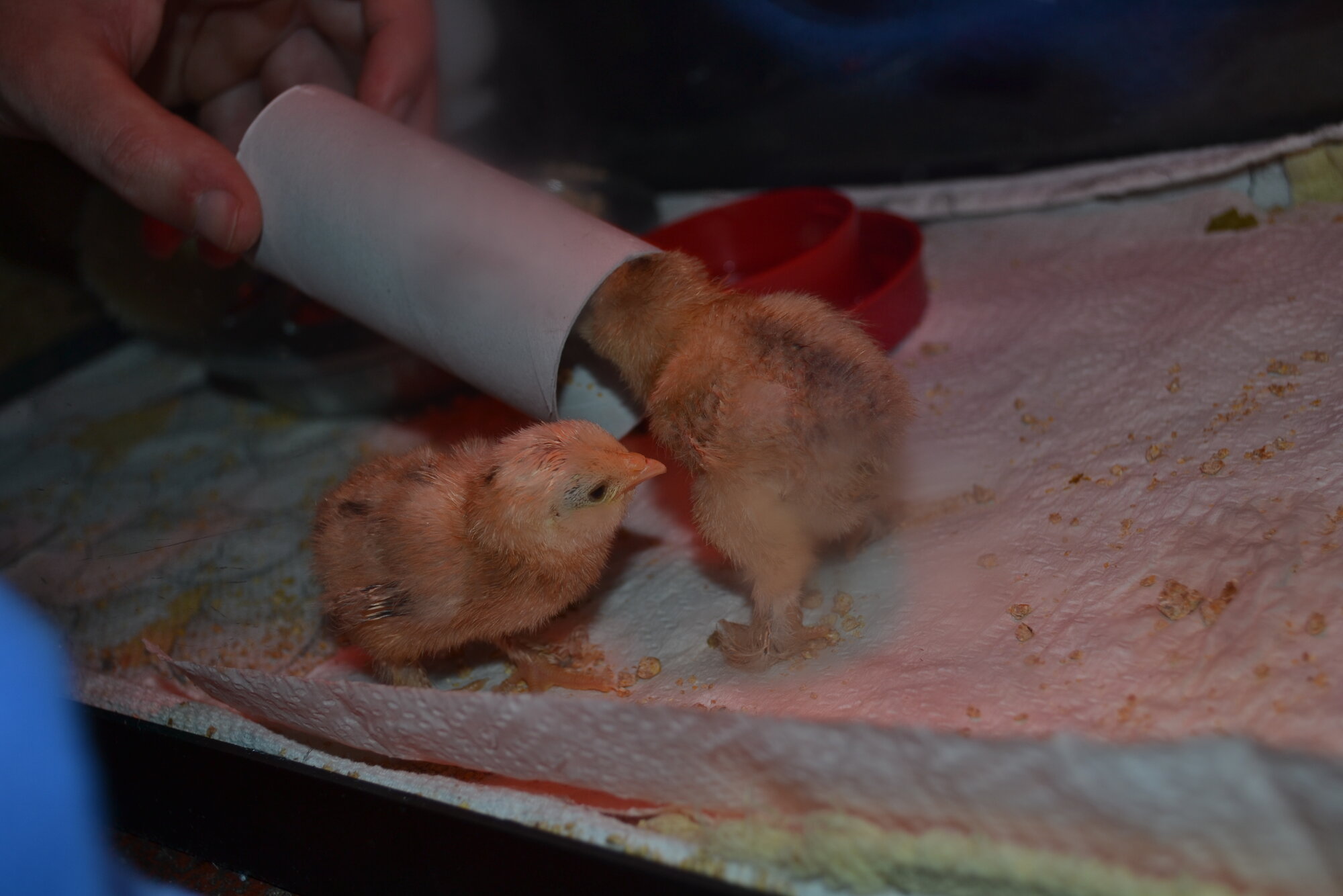 Exploring the brooder :)