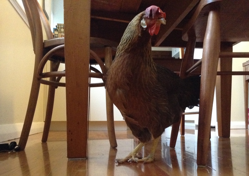 Exploring the dining room ,,,!