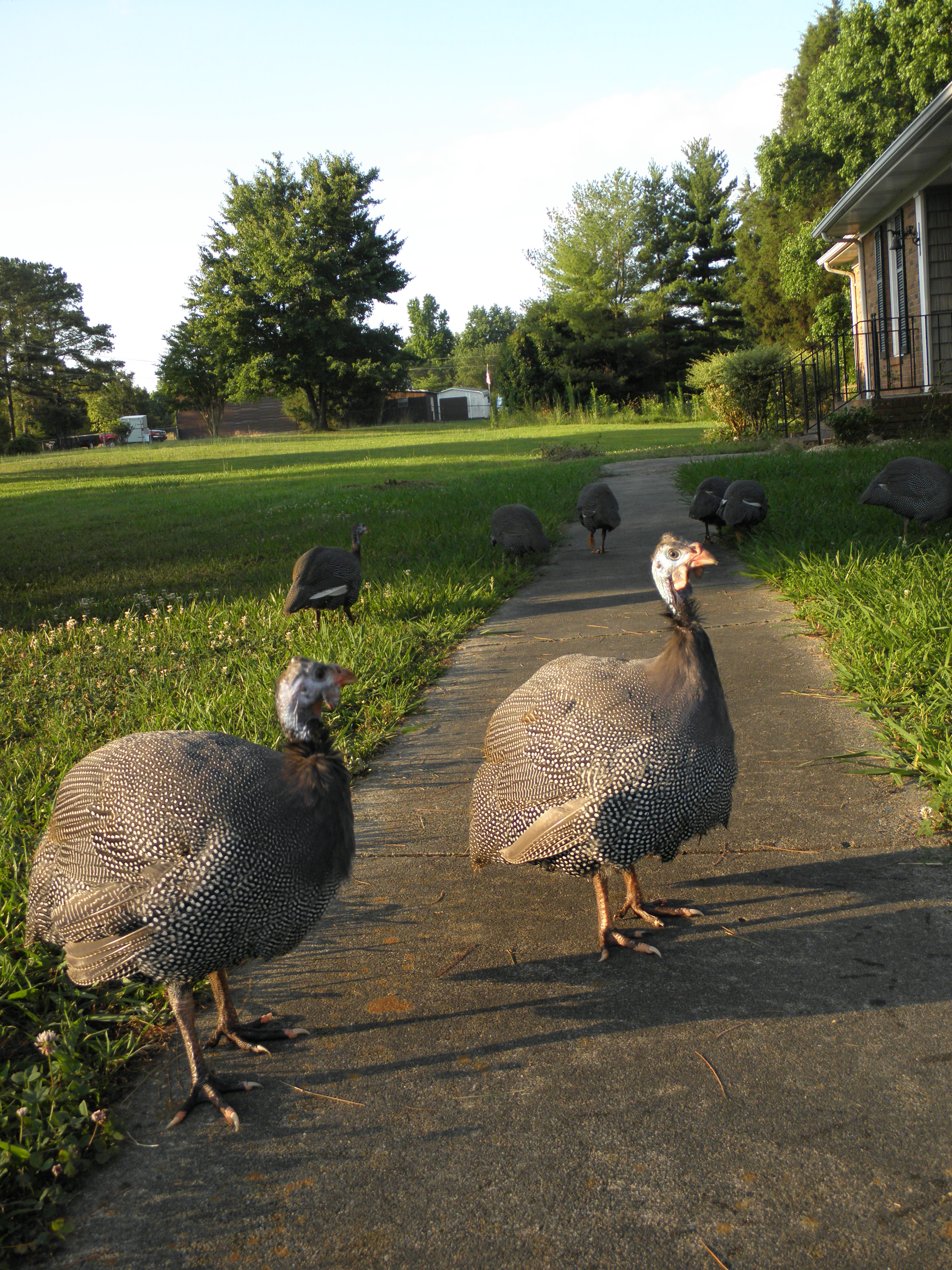 Exploring the front yard.