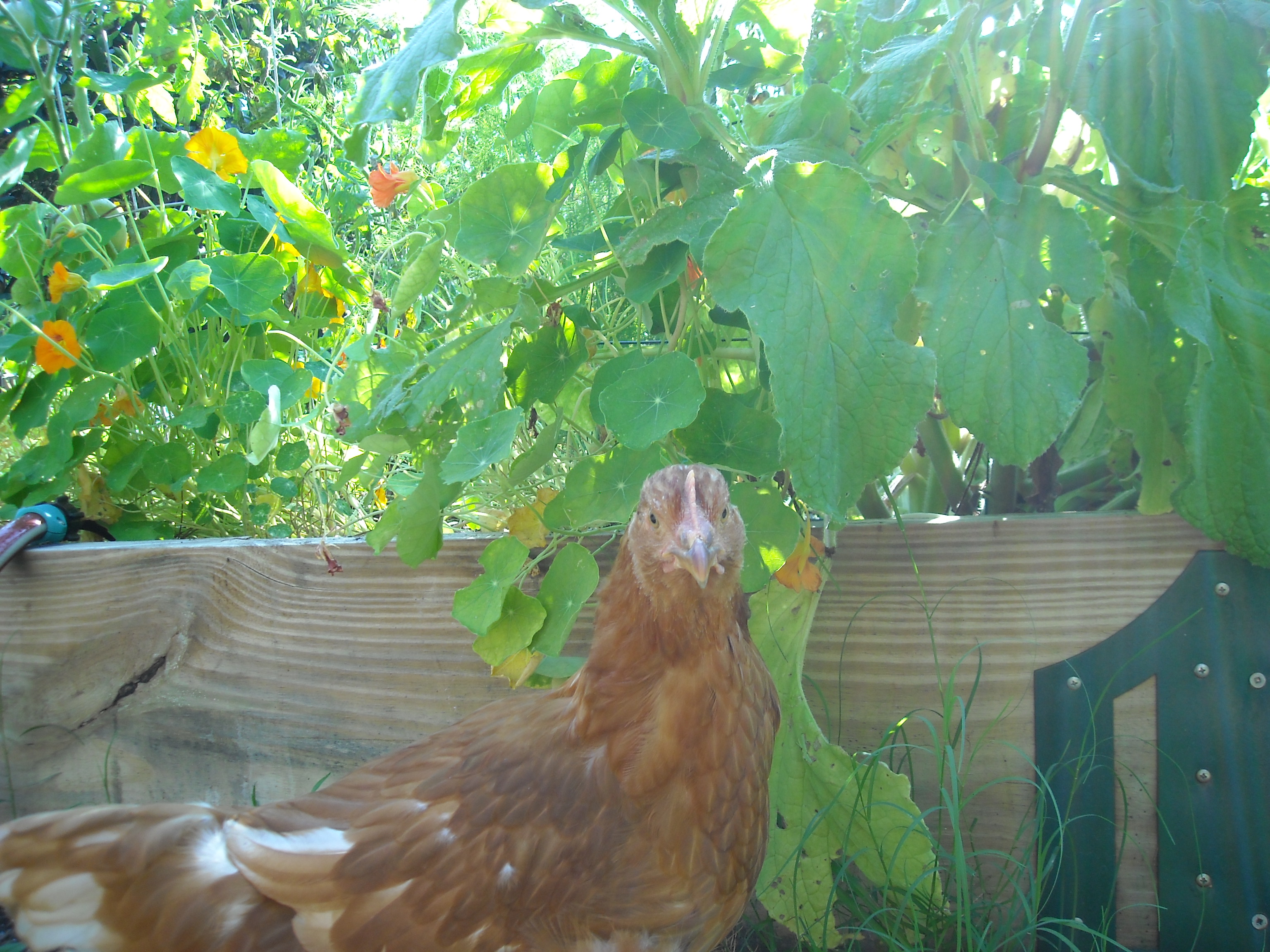 Exploring the garden